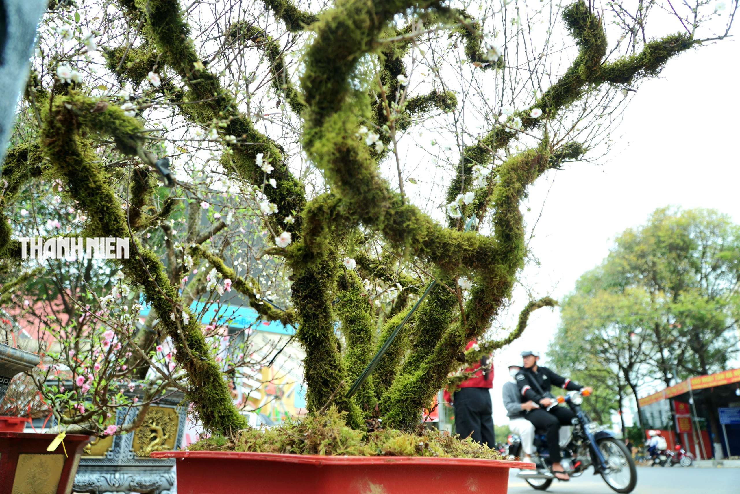 Hoa tết ở Buôn Ma Thuột: Bất ngờ với vựa hoa nhất chi mai từ xứ lạnh- Ảnh 5. Hoa tết ở Buôn Ma Thuột: Bất ngờ với vựa hoa nhất chi mai từ xứ lạnh- Ảnh 5.