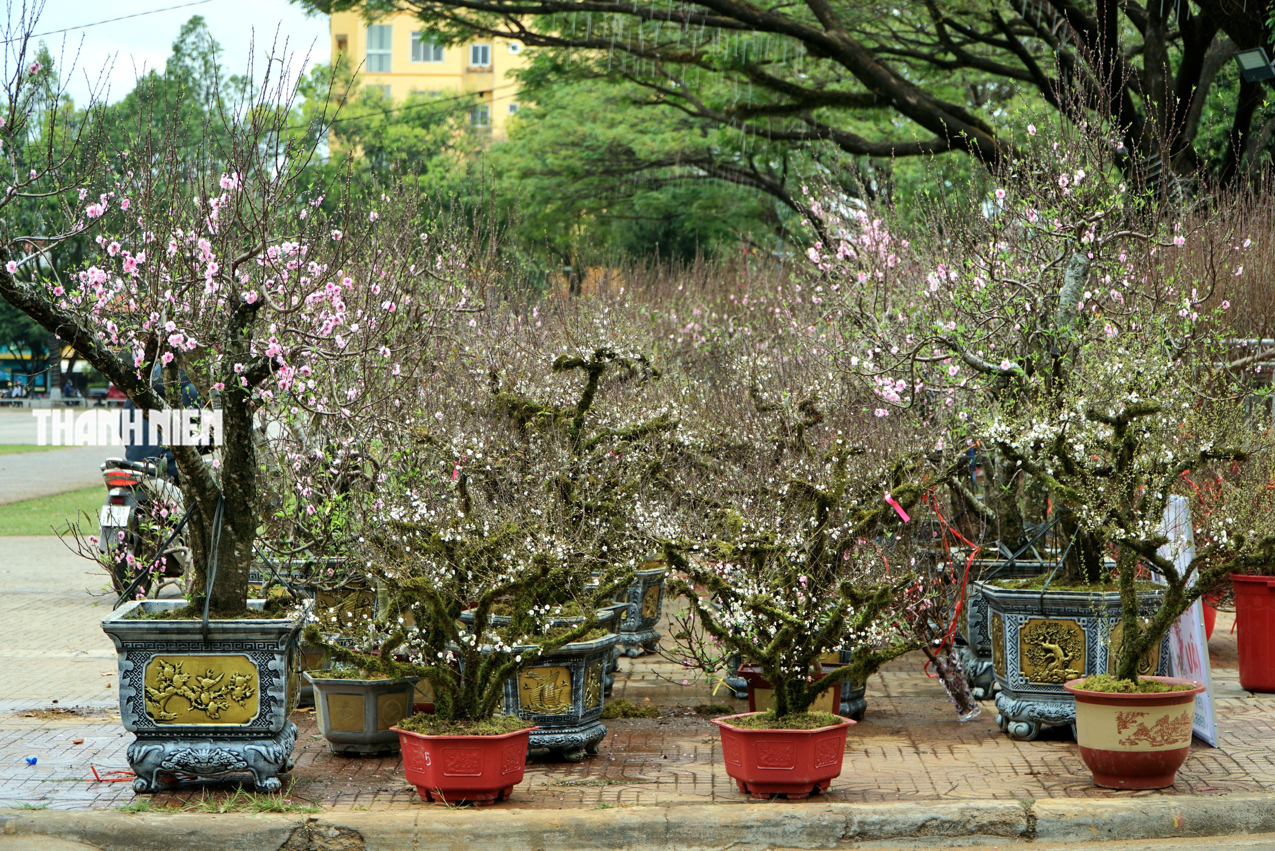 Hoa tết ở Buôn Ma Thuột: Bất ngờ với vựa hoa nhất chi mai từ xứ lạnh- Ảnh 1. Hoa tết ở Buôn Ma Thuột: Bất ngờ với vựa hoa nhất chi mai từ xứ lạnh- Ảnh 1.