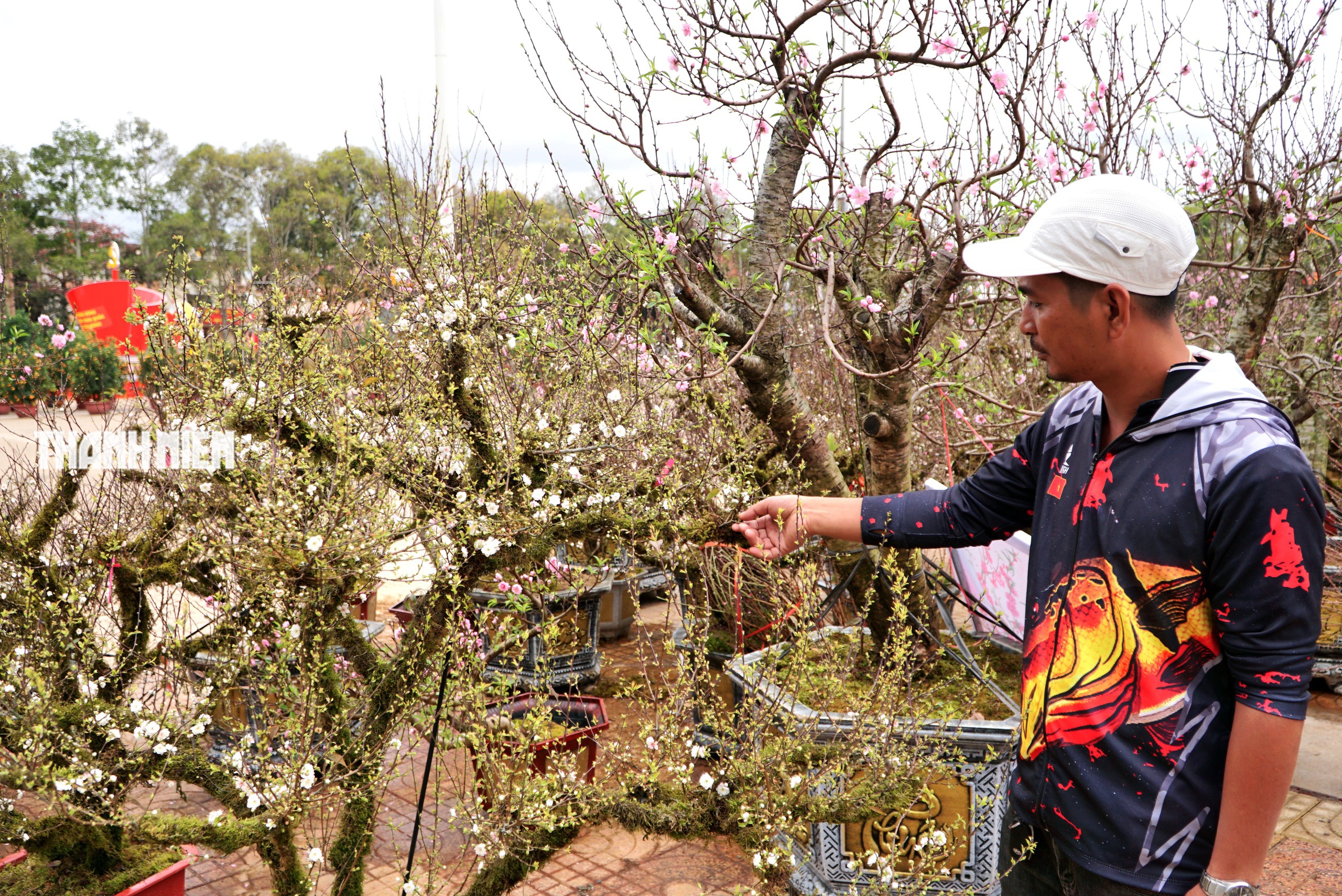 Hoa tết ở Buôn Ma Thuột: Bất ngờ với vựa hoa nhất chi mai từ xứ lạnh- Ảnh 2. Hoa tết ở Buôn Ma Thuột: Bất ngờ với vựa hoa nhất chi mai từ xứ lạnh- Ảnh 2.