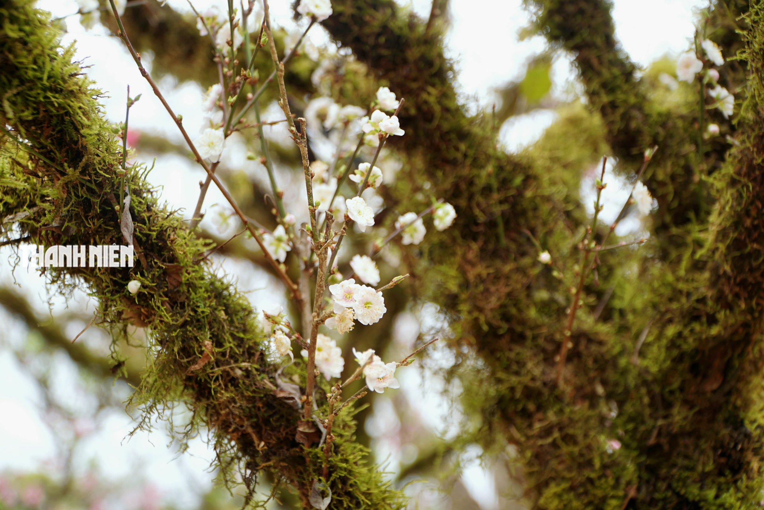 Hoa tết ở Buôn Ma Thuột: Bất ngờ với vựa hoa nhất chi mai từ xứ lạnh- Ảnh 3. Hoa tết ở Buôn Ma Thuột: Bất ngờ với vựa hoa nhất chi mai từ xứ lạnh- Ảnh 3.