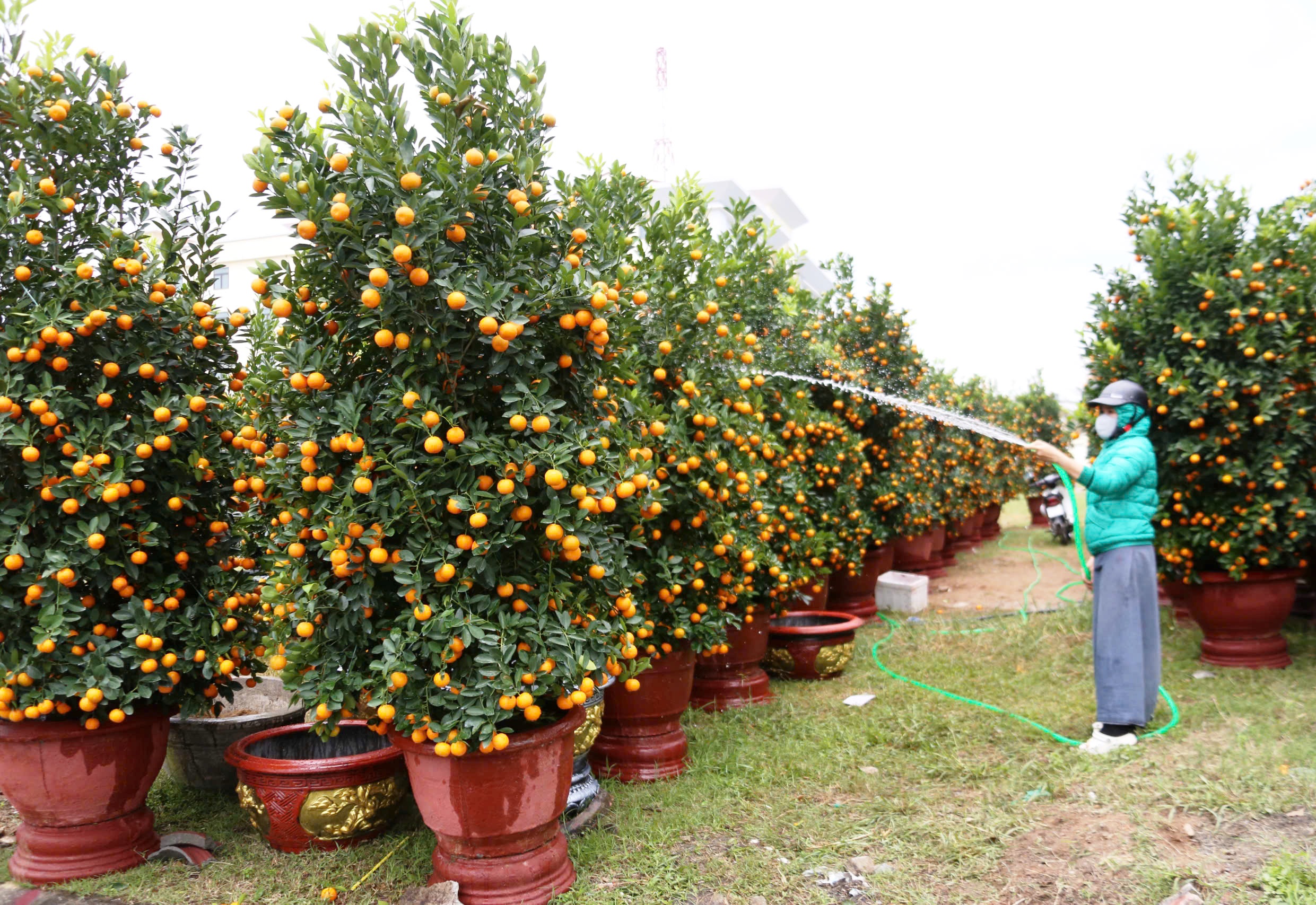 Quất cảnh 'khủng' xuống phố ở Đà Nẵng: Giá tới 30 triệu/cây vẫn bán chạy trước tết- Ảnh 1. Quất cảnh 'khủng' xuống phố ở Đà Nẵng: Giá tới 30 triệu/cây vẫn bán chạy trước tết- Ảnh 1.