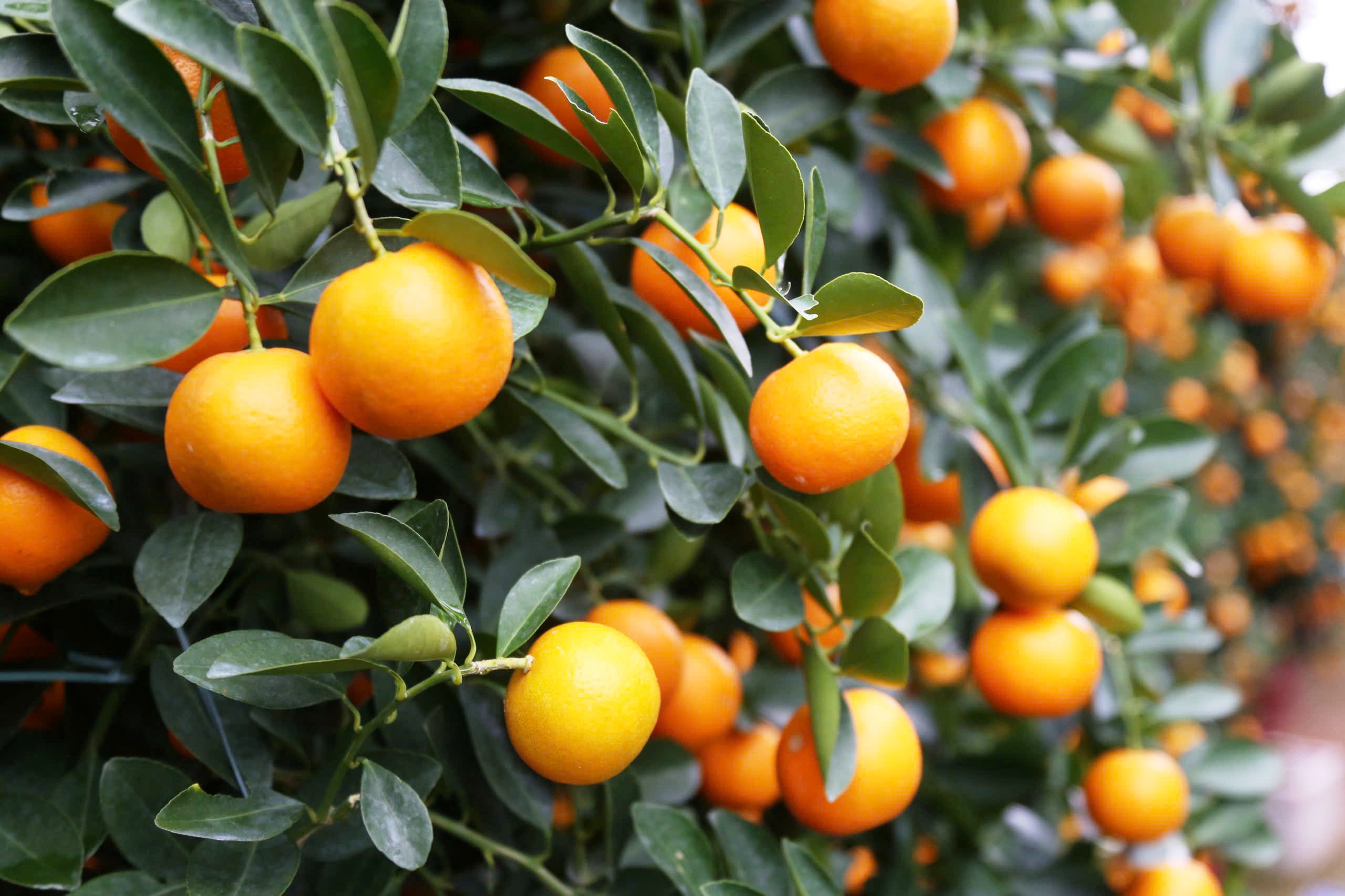 Quất cảnh 'khủng' xuống phố ở Đà Nẵng: Giá tới 30 triệu/cây vẫn bán chạy trước tết- Ảnh 8. Quất cảnh 'khủng' xuống phố ở Đà Nẵng: Giá tới 30 triệu/cây vẫn bán chạy trước tết- Ảnh 8.