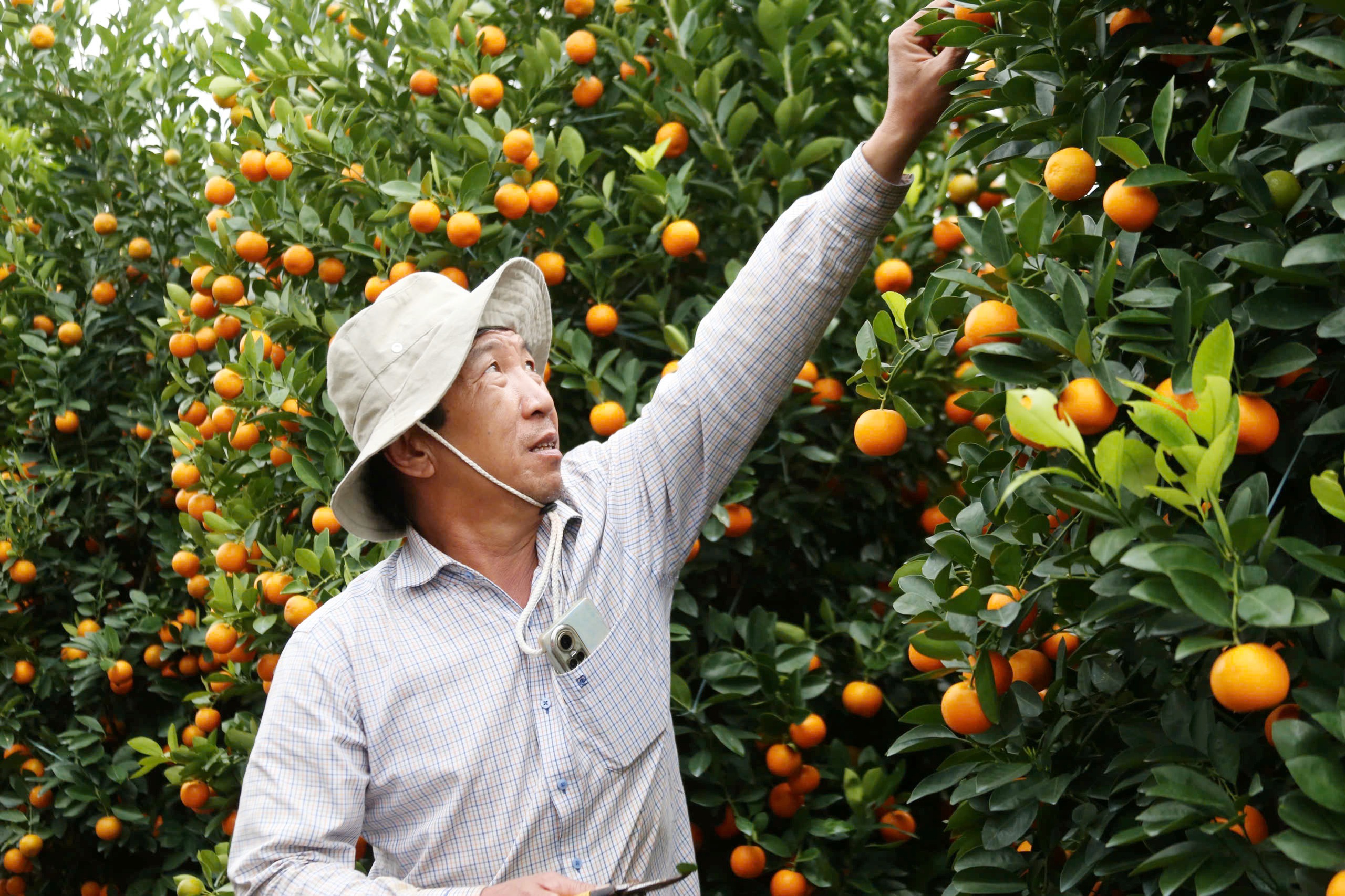 Quất cảnh 'khủng' xuống phố ở Đà Nẵng: Giá tới 30 triệu/cây vẫn bán chạy trước tết- Ảnh 4. Quất cảnh 'khủng' xuống phố ở Đà Nẵng: Giá tới 30 triệu/cây vẫn bán chạy trước tết- Ảnh 4.