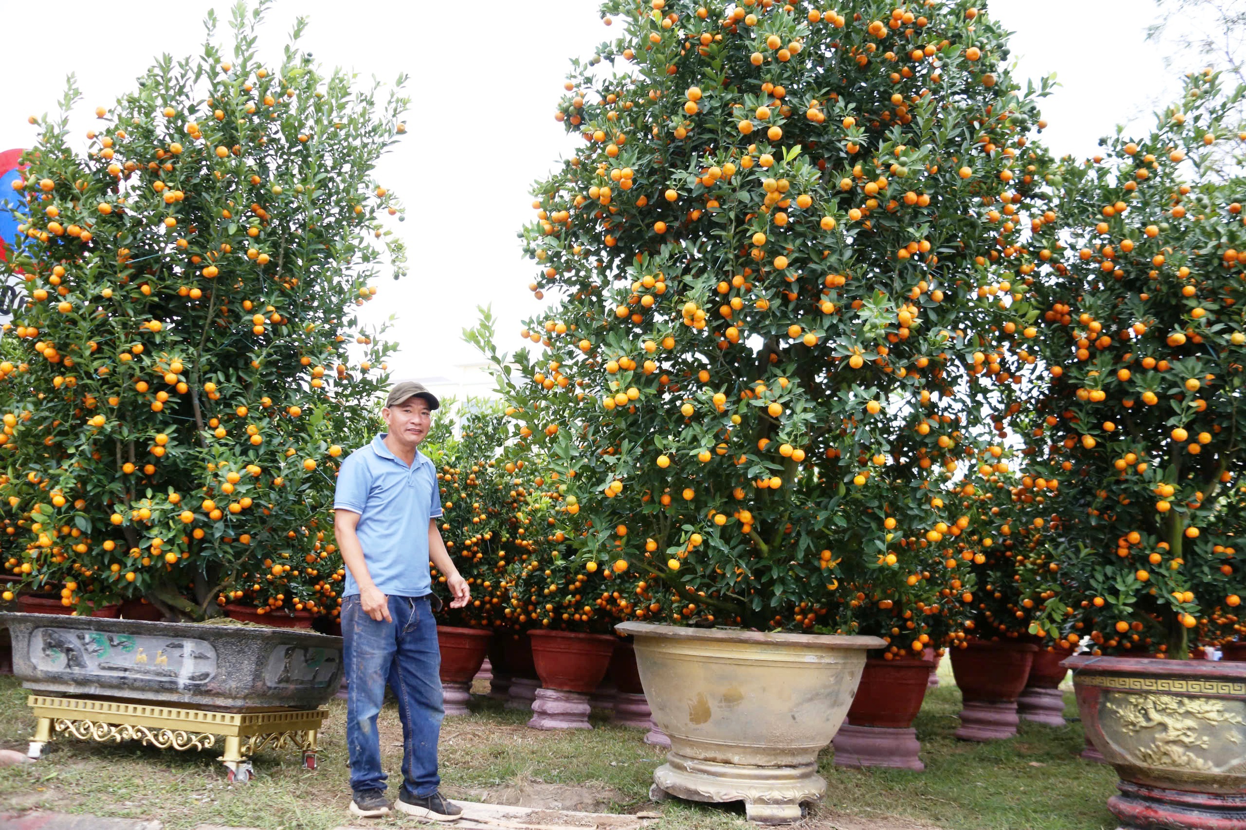 Quất cảnh 'khủng' xuống phố ở Đà Nẵng: Giá tới 30 triệu/cây vẫn bán chạy trước tết- Ảnh 2. Quất cảnh 'khủng' xuống phố ở Đà Nẵng: Giá tới 30 triệu/cây vẫn bán chạy trước tết- Ảnh 2.