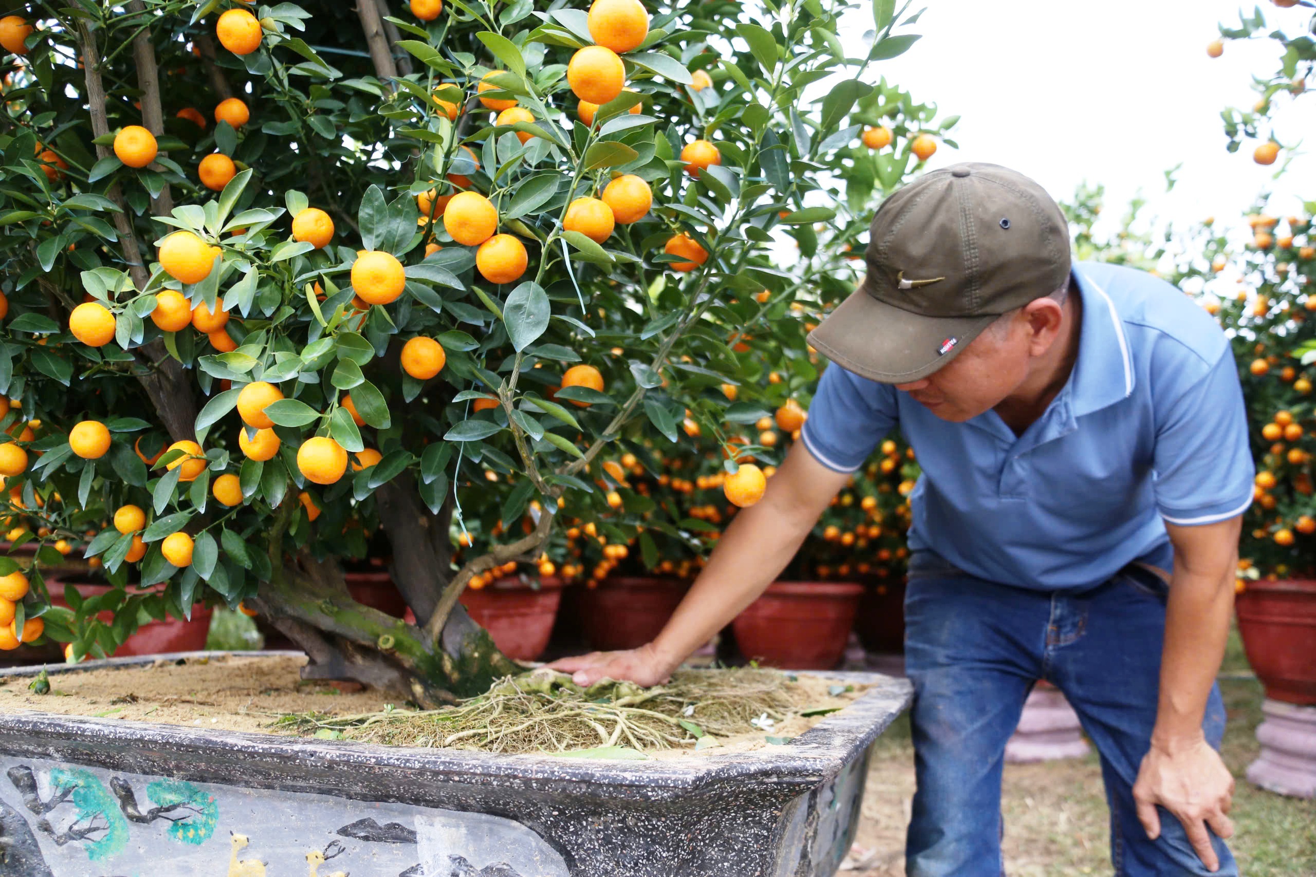 Quất cảnh 'khủng' xuống phố ở Đà Nẵng: Giá tới 30 triệu/cây vẫn bán chạy trước tết- Ảnh 3. Quất cảnh 'khủng' xuống phố ở Đà Nẵng: Giá tới 30 triệu/cây vẫn bán chạy trước tết- Ảnh 3.