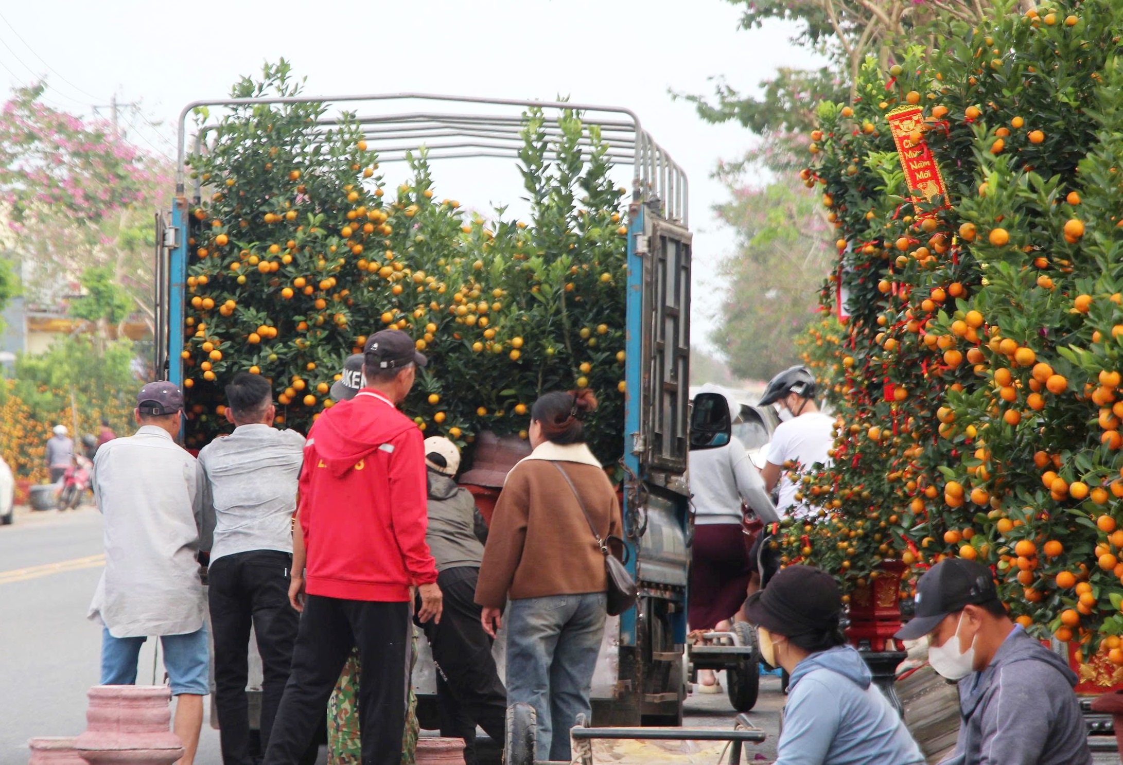Quất cảnh 'khủng' xuống phố ở Đà Nẵng: Giá tới 30 triệu/cây vẫn bán chạy trước tết- Ảnh 7. Quất cảnh 'khủng' xuống phố ở Đà Nẵng: Giá tới 30 triệu/cây vẫn bán chạy trước tết- Ảnh 7.