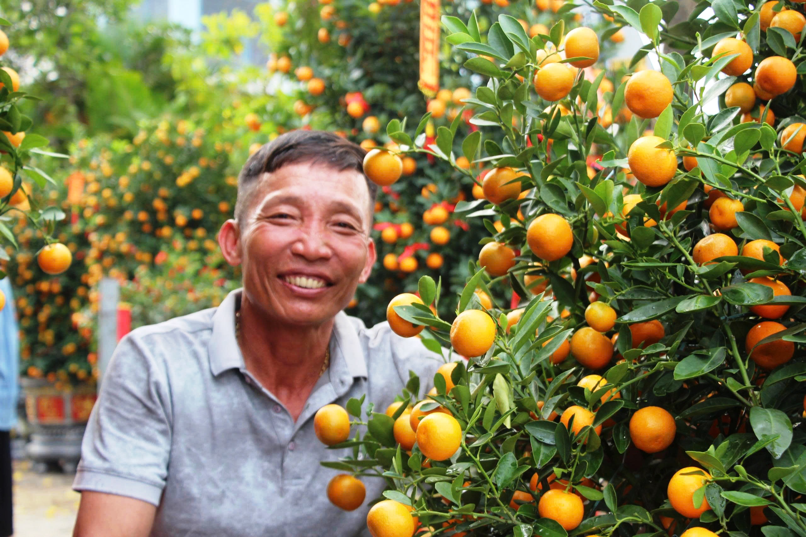 Quất cảnh 'khủng' xuống phố ở Đà Nẵng: Giá tới 30 triệu/cây vẫn bán chạy trước tết- Ảnh 6. Quất cảnh 'khủng' xuống phố ở Đà Nẵng: Giá tới 30 triệu/cây vẫn bán chạy trước tết- Ảnh 6.