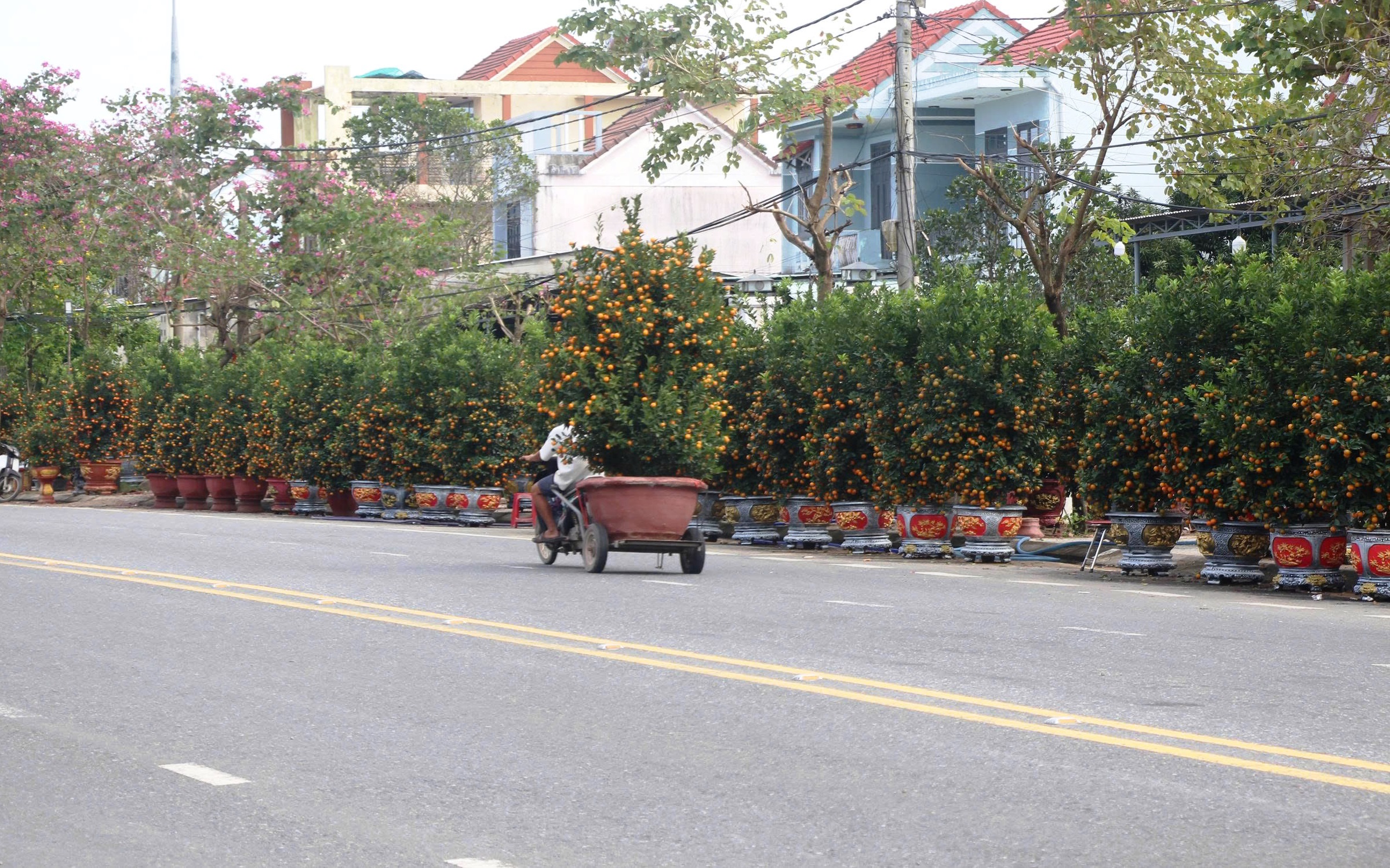 Quất cảnh 'khủng' xuống phố ở Đà Nẵng: Giá tới 30 triệu/cây vẫn bán chạy trước tết- Ảnh 9. Quất cảnh 'khủng' xuống phố ở Đà Nẵng: Giá tới 30 triệu/cây vẫn bán chạy trước tết- Ảnh 9.