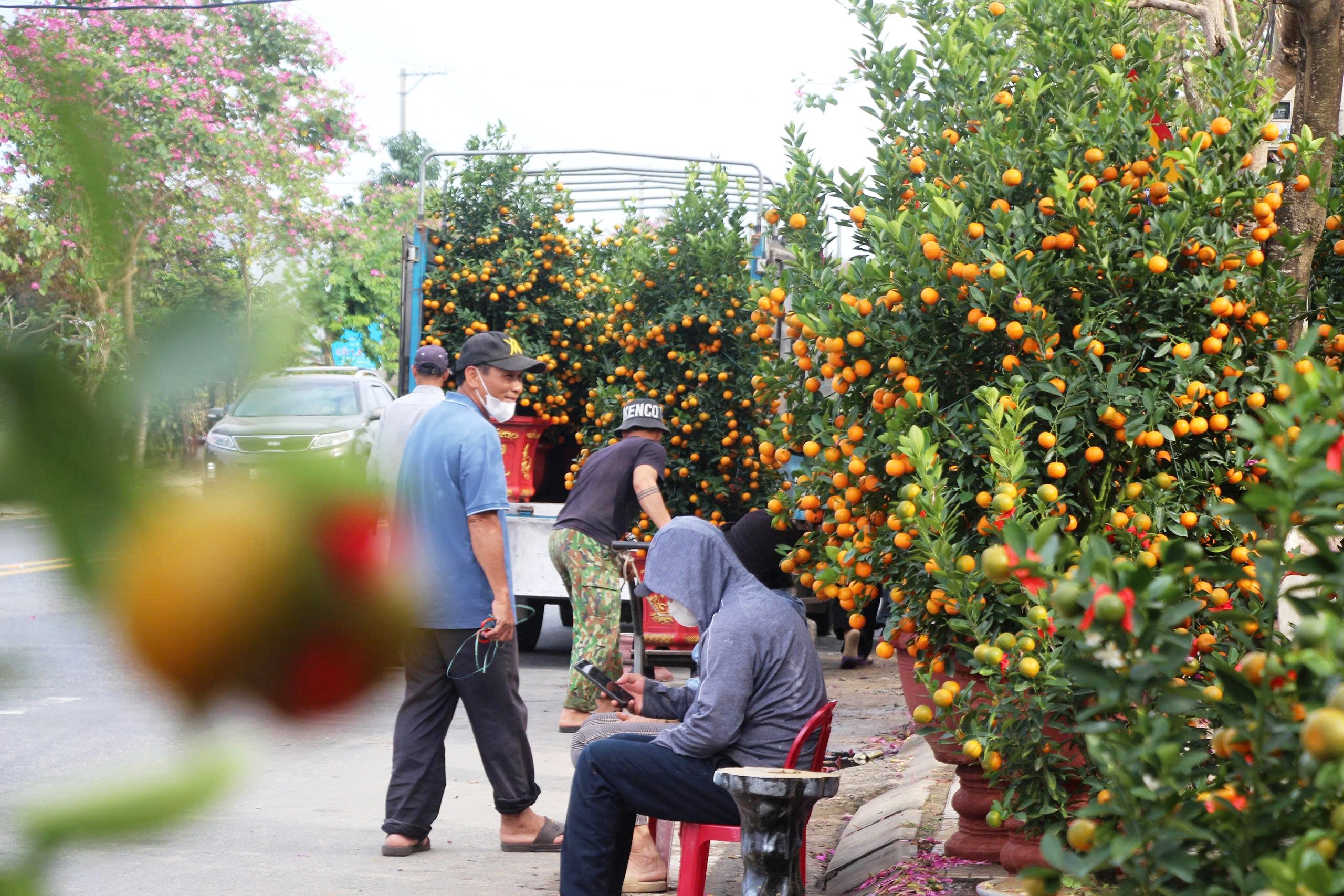Quất cảnh 'khủng' xuống phố ở Đà Nẵng: Giá tới 30 triệu/cây vẫn bán chạy trước tết- Ảnh 10. Quất cảnh 'khủng' xuống phố ở Đà Nẵng: Giá tới 30 triệu/cây vẫn bán chạy trước tết- Ảnh 10.