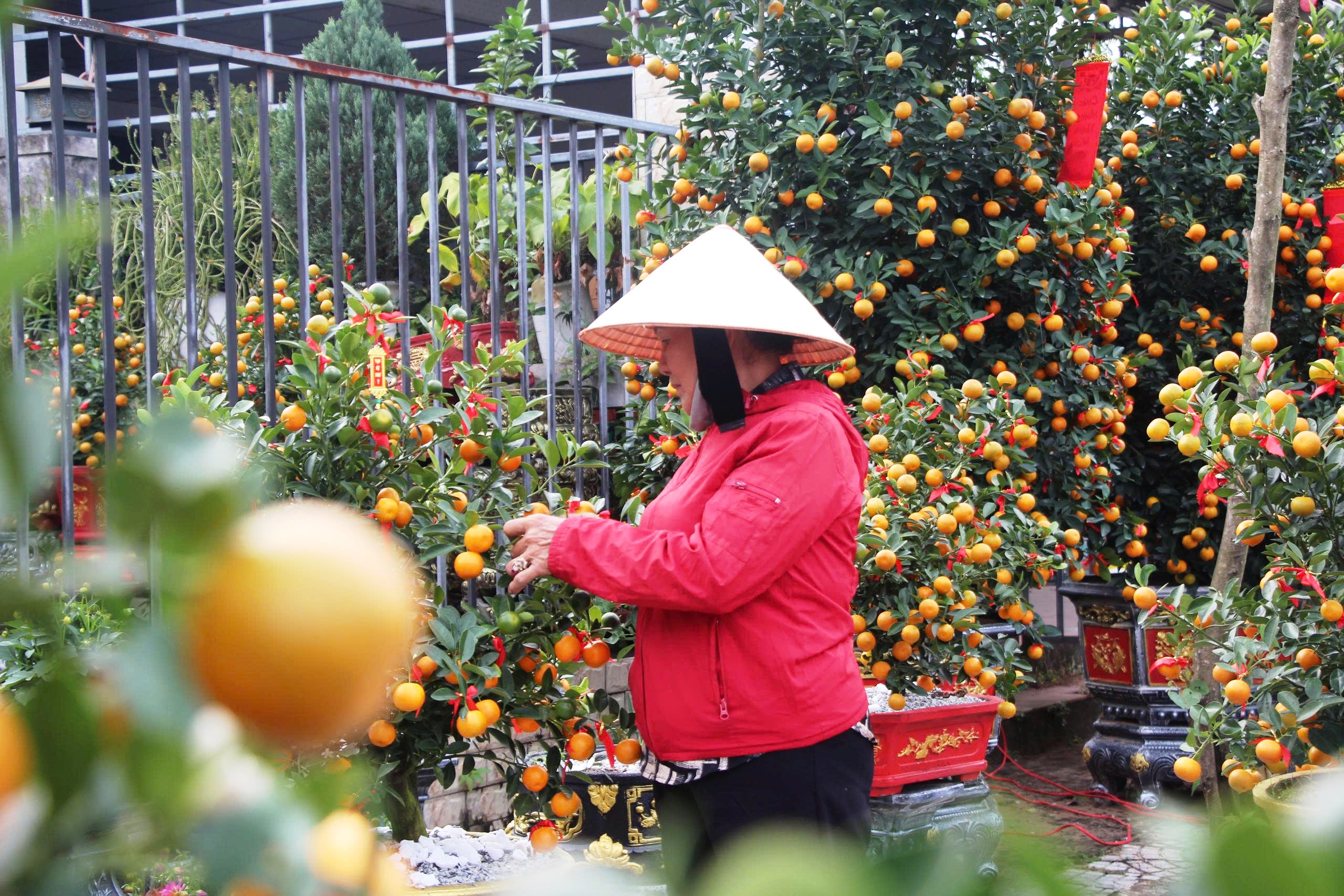 Quất cảnh 'khủng' xuống phố ở Đà Nẵng: Giá tới 30 triệu/cây vẫn bán chạy trước tết- Ảnh 12. Quất cảnh 'khủng' xuống phố ở Đà Nẵng: Giá tới 30 triệu/cây vẫn bán chạy trước tết- Ảnh 12.