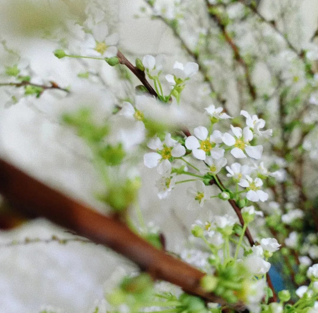 Mẹo nhỏ để tuyết mai nở đẹp, đúng dịp tết không phải ai cũng biết - Ảnh 3.