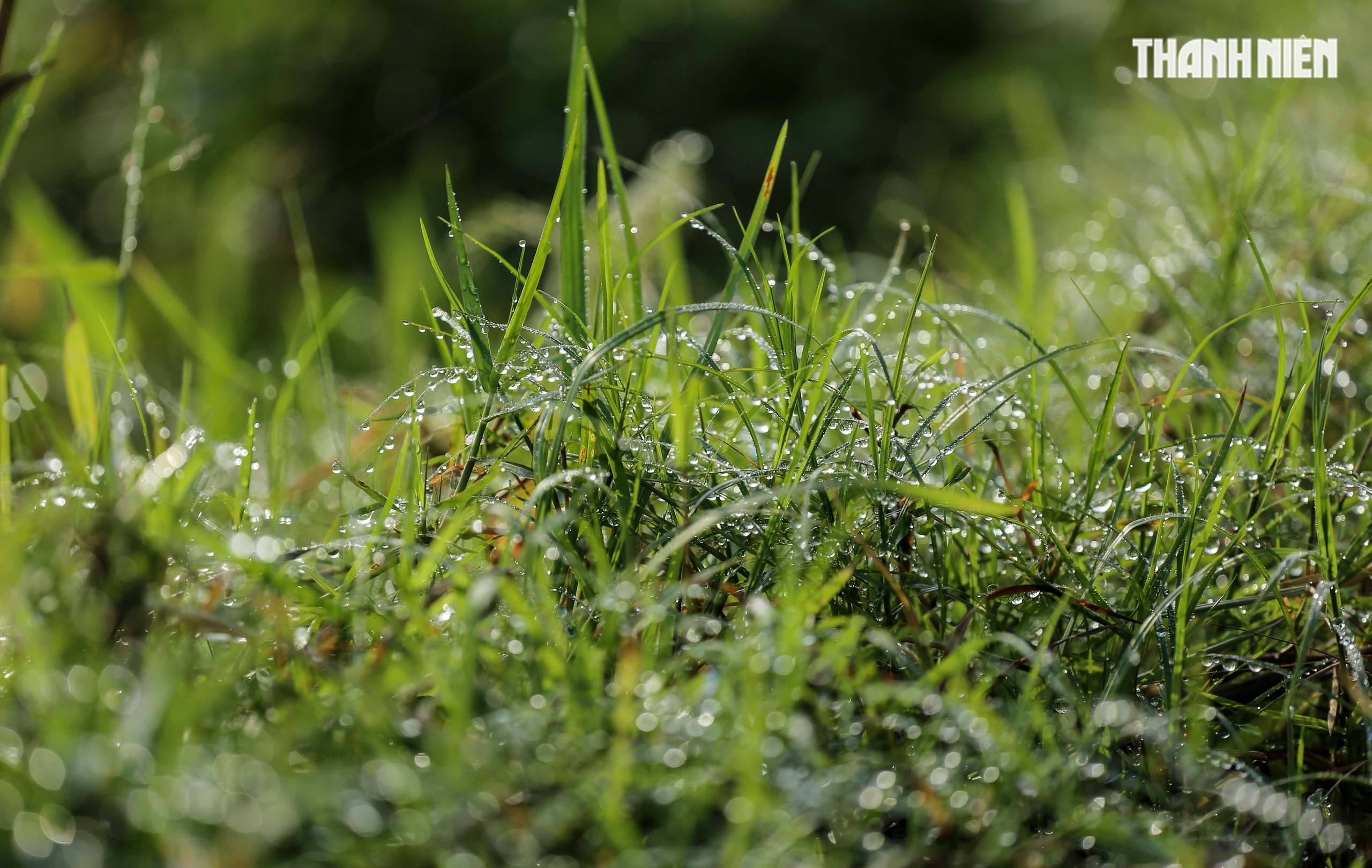 Sắc xanh tr&ecirc;n c&aacute;nh đồng l&uacute;a Huế, hồi sinh sau 4 trận lũ lịch sử- Ảnh 4.