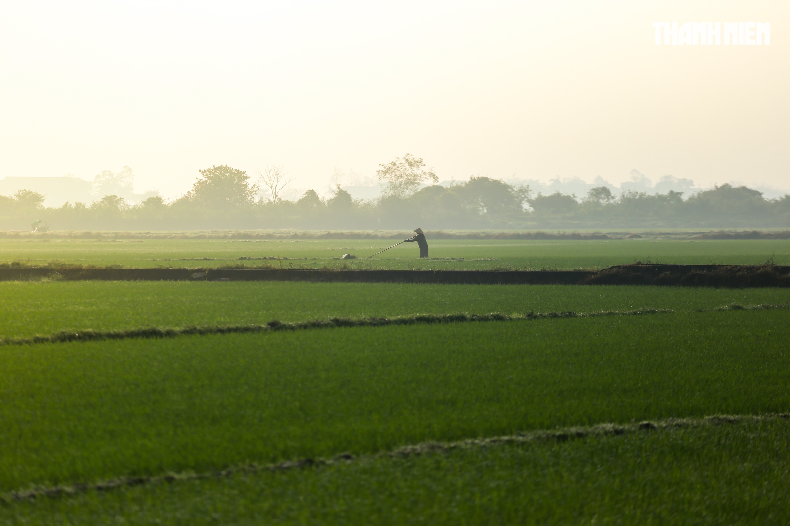 Sắc xanh tr&ecirc;n c&aacute;nh đồng l&uacute;a Huế, hồi sinh sau 4 trận lũ lịch sử- Ảnh 3.