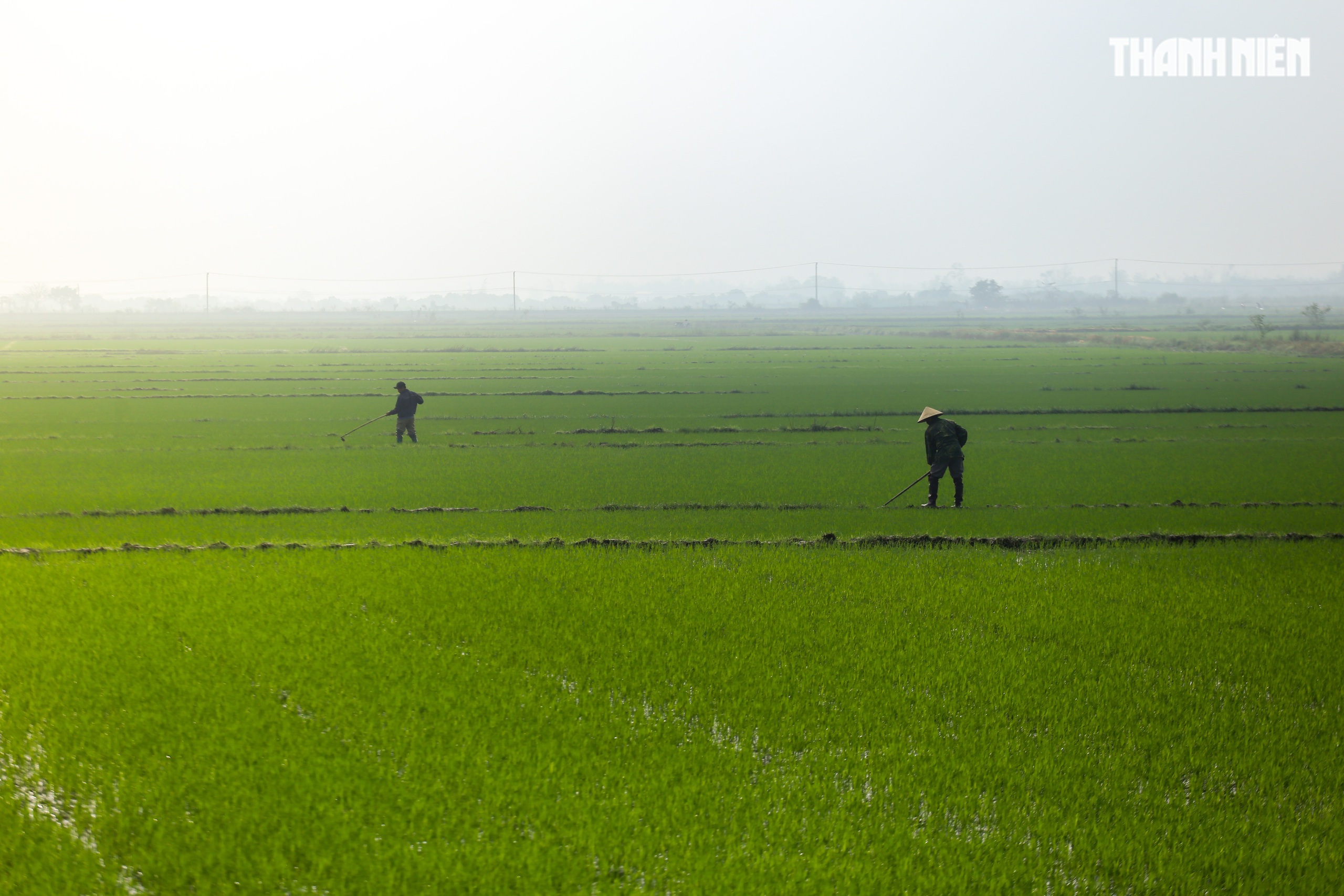 Sắc xanh tr&ecirc;n c&aacute;nh đồng l&uacute;a Huế, hồi sinh sau 4 trận lũ lịch sử- Ảnh 10.