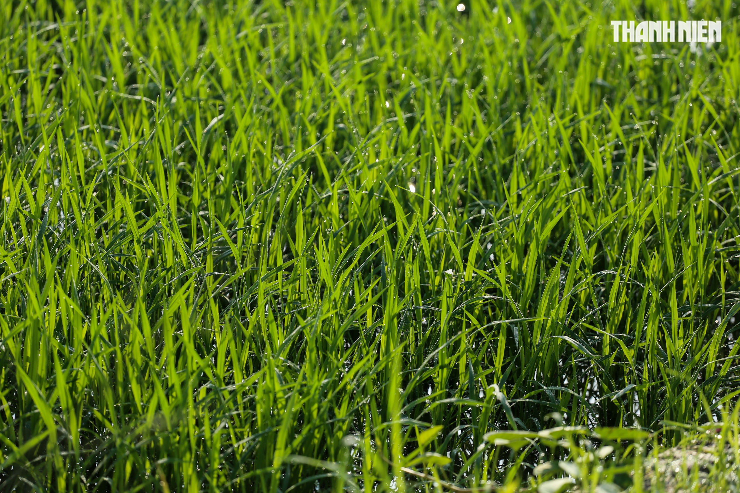 Sắc xanh tr&ecirc;n c&aacute;nh đồng l&uacute;a Huế, hồi sinh sau 4 trận lũ lịch sử- Ảnh 7.