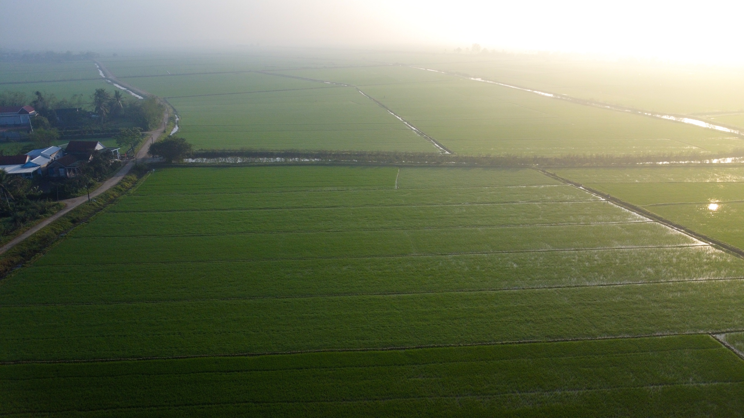 Sắc xanh tr&ecirc;n c&aacute;nh đồng l&uacute;a Huế, hồi sinh sau 4 trận lũ lịch sử- Ảnh 1.