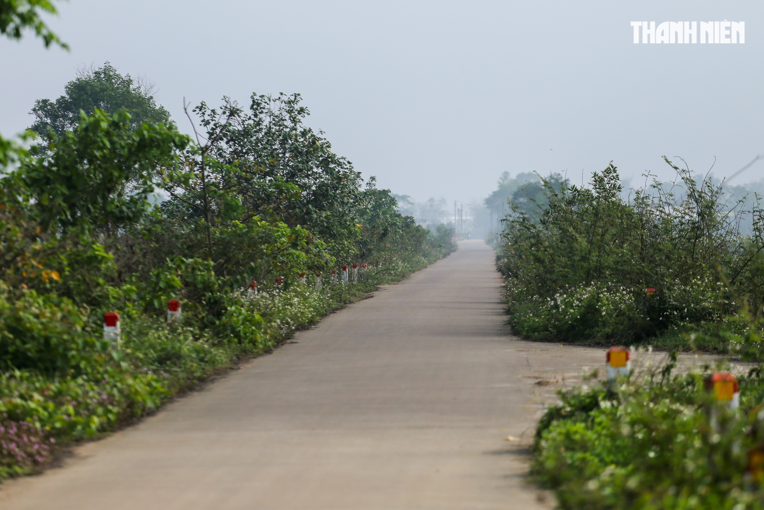 Sắc xanh tr&ecirc;n c&aacute;nh đồng l&uacute;a Huế, hồi sinh sau 4 trận lũ lịch sử- Ảnh 5.