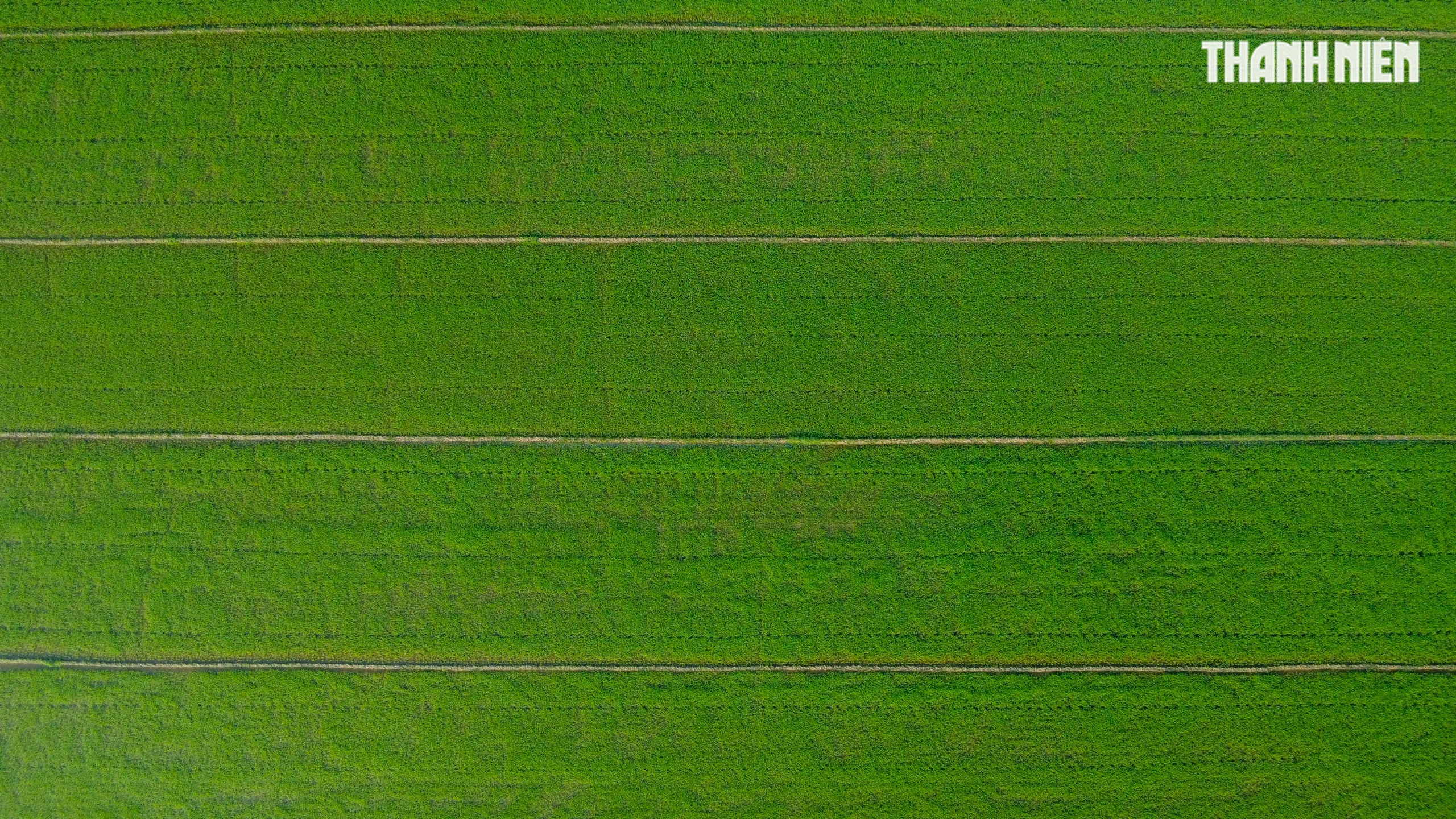 Sắc xanh tr&ecirc;n c&aacute;nh đồng l&uacute;a Huế, hồi sinh sau 4 trận lũ lịch sử- Ảnh 8.