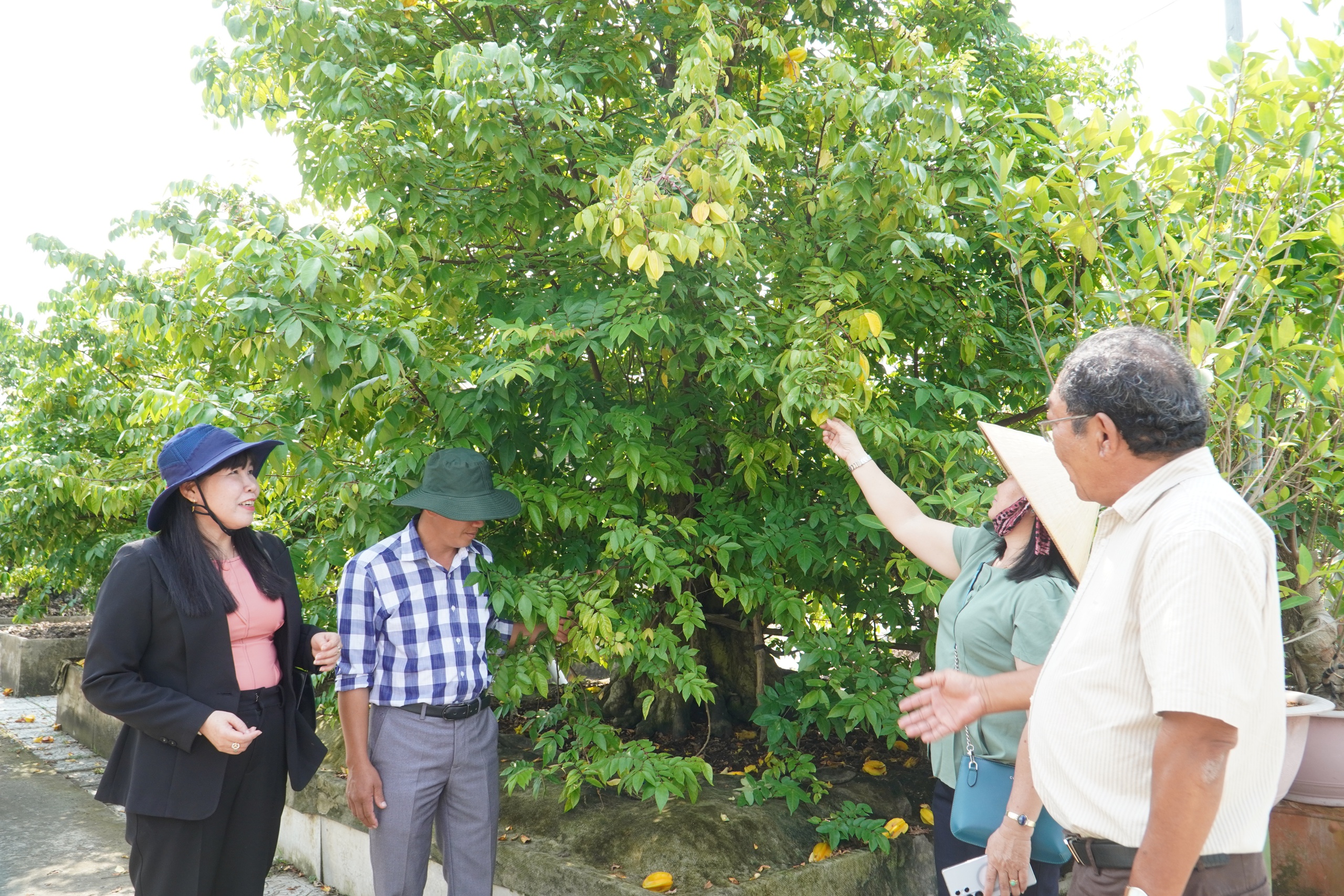 Vườn bonsai tiền tỉ khởi nguồn từ th&uacute; chơi mai tết - Ảnh 7.