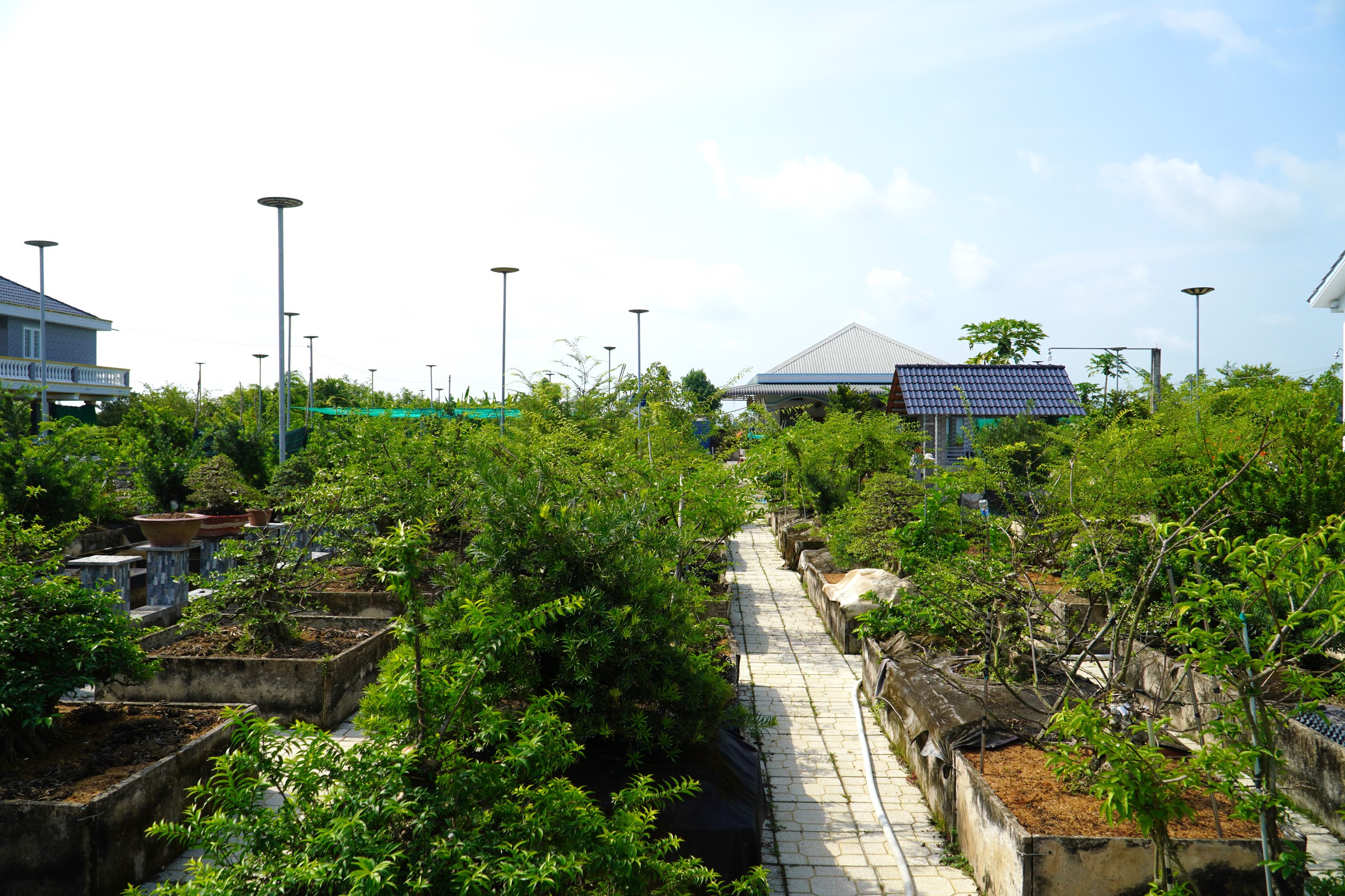 Vườn bonsai tiền tỉ khởi nguồn từ th&uacute; chơi mai tết - Ảnh 4.