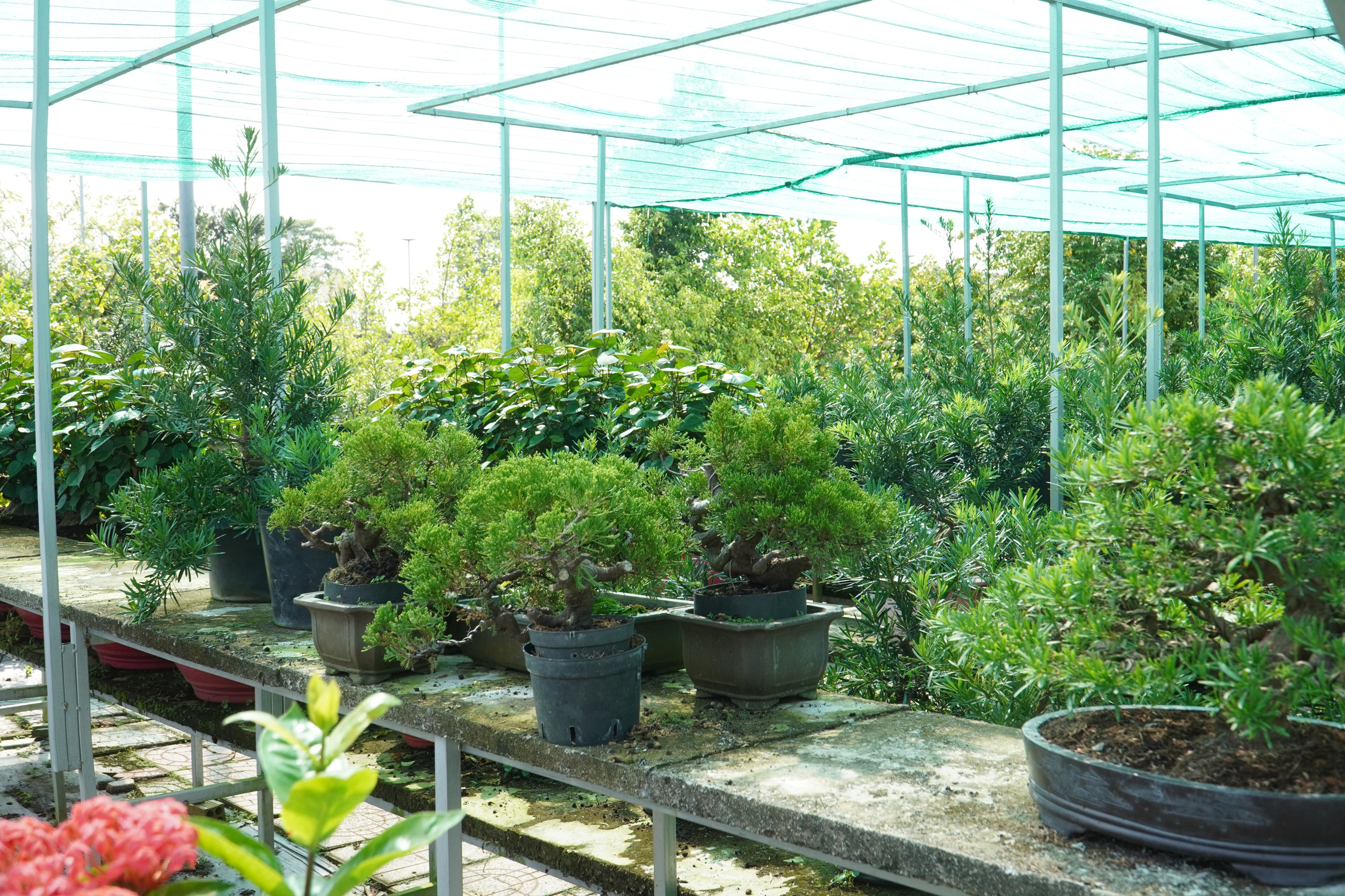 Vườn bonsai tiền tỉ khởi nguồn từ th&uacute; chơi mai tết - Ảnh 5.