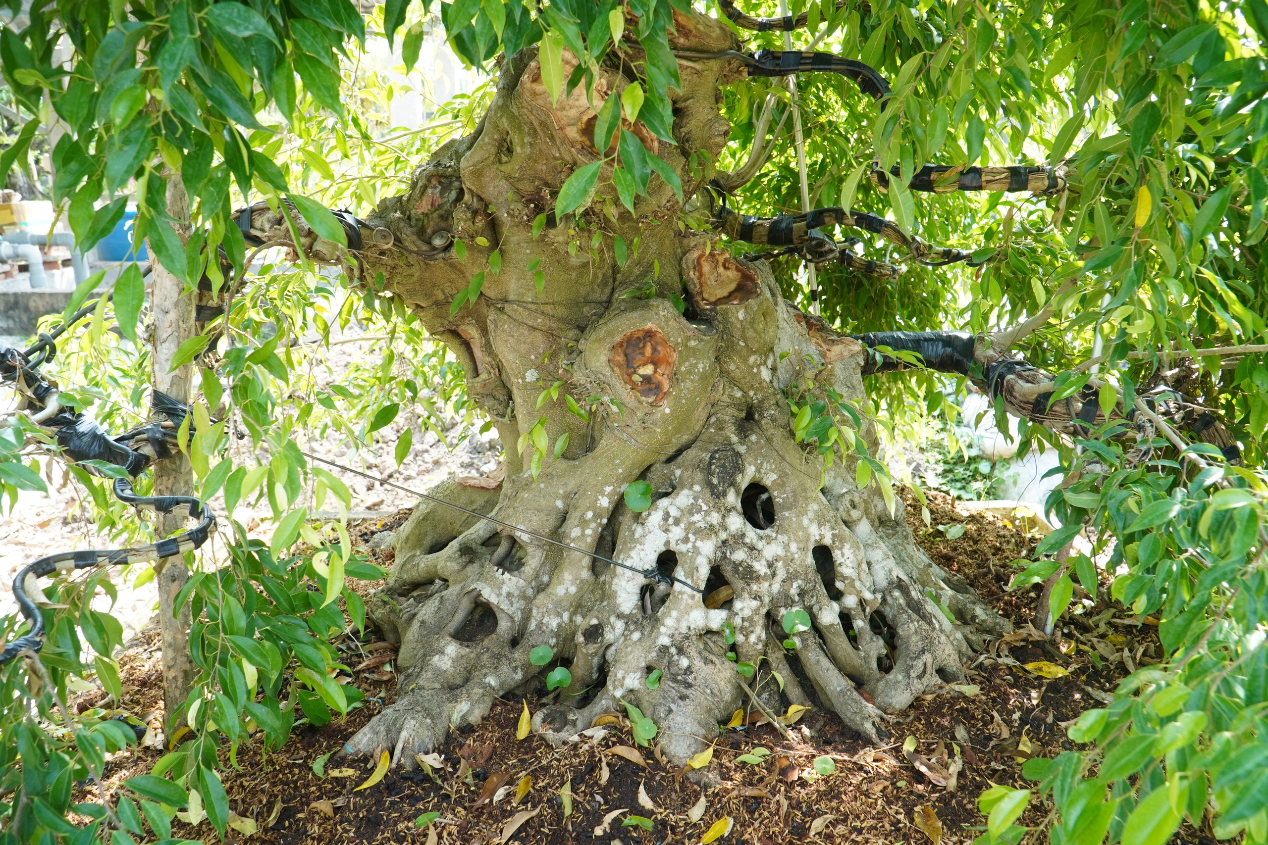 Vườn bonsai tiền tỉ khởi nguồn từ th&uacute; chơi mai tết - Ảnh 1.