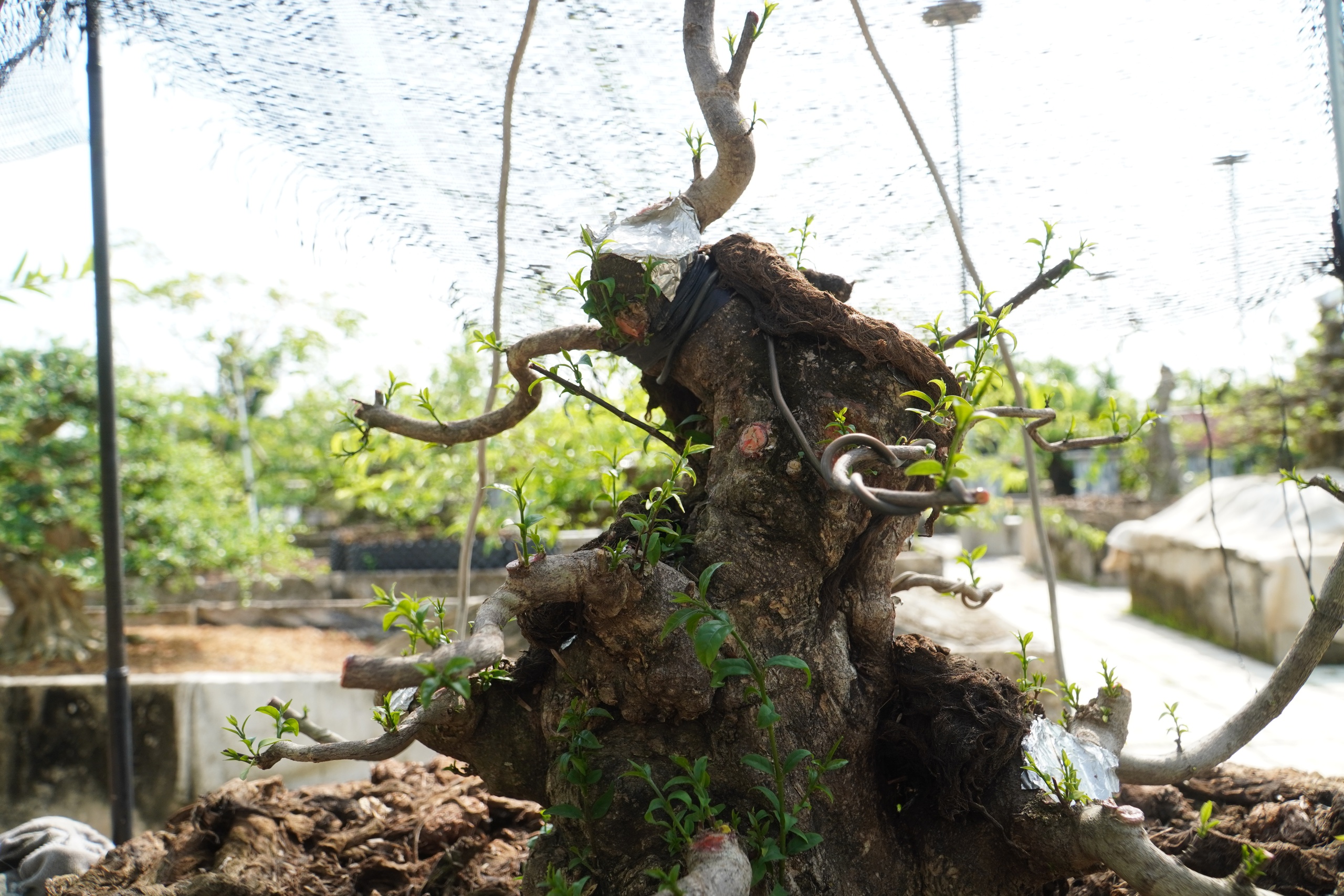 Vườn bonsai tiền tỉ khởi nguồn từ th&uacute; chơi mai tết - Ảnh 3.