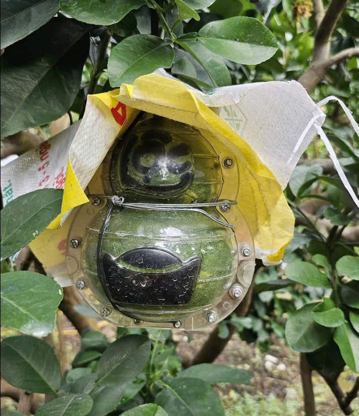 Bưởi mini thỏi v&agrave;ng t&agrave;i lộc 'b&aacute;n bao nhi&ecirc;u cũng hết' dịp tết - Ảnh 4.