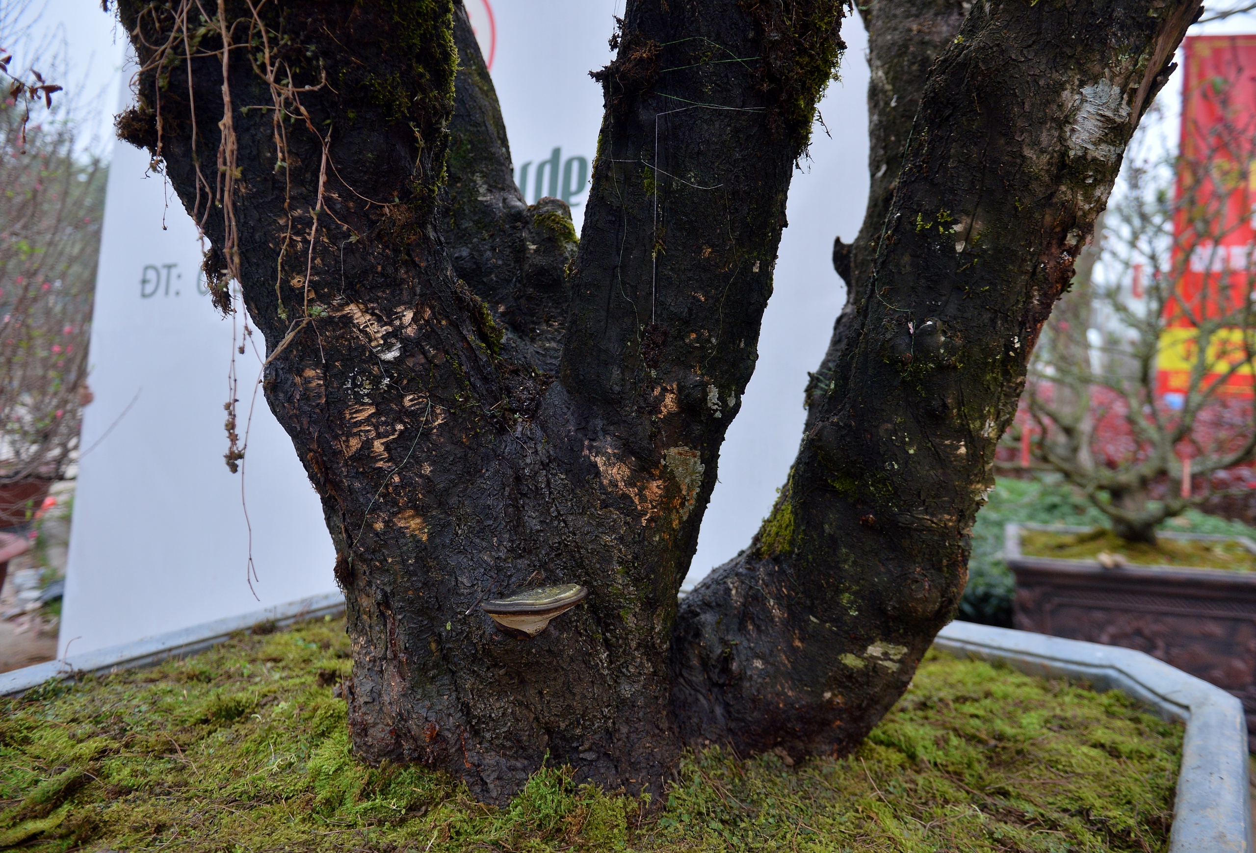 Gốc đ&agrave;o cổ thụ 50 năm từ Sa Pa cho thu&ecirc; gi&aacute; 650 triệu dịp tết 2026 - Ảnh 2.