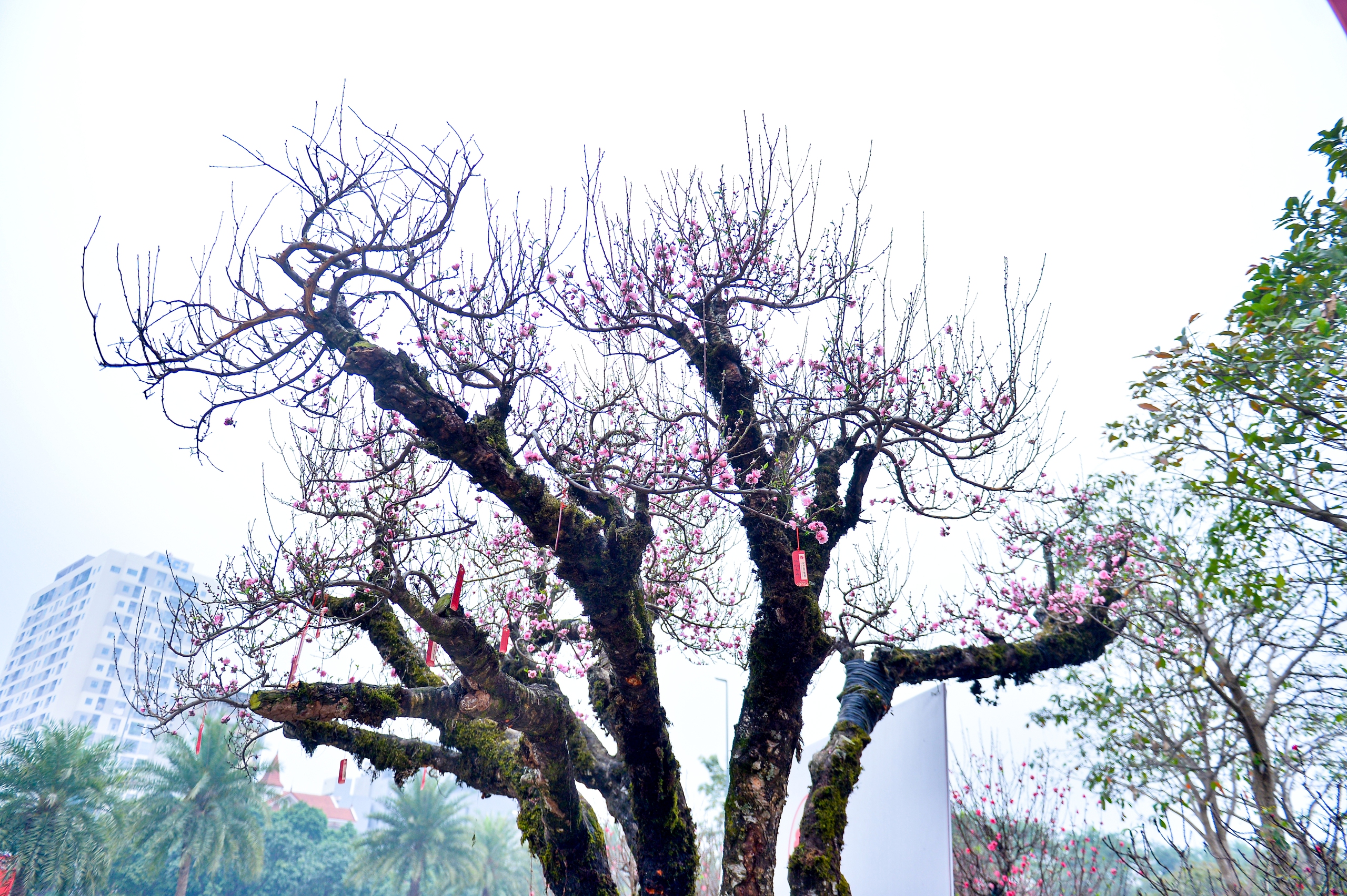 Gốc đào cổ thụ 50 năm từ Sa Pa cho thuê giá 650 triệu dịp tết 2026 - Ảnh 3.