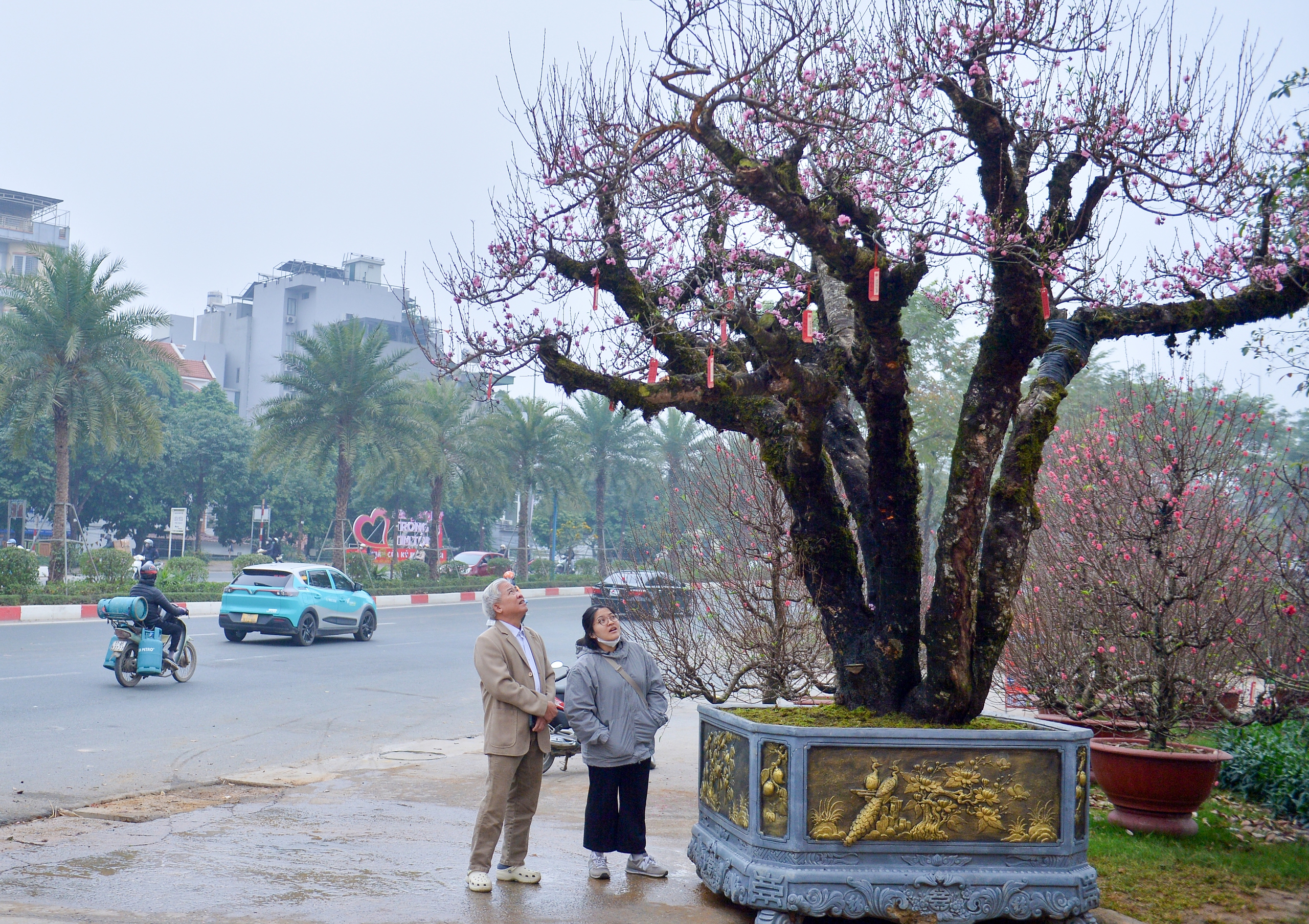 Gốc đ&agrave;o cổ thụ 50 năm từ Sa Pa cho thu&ecirc; gi&aacute; 650 triệu dịp tết 2026 - Ảnh 6.