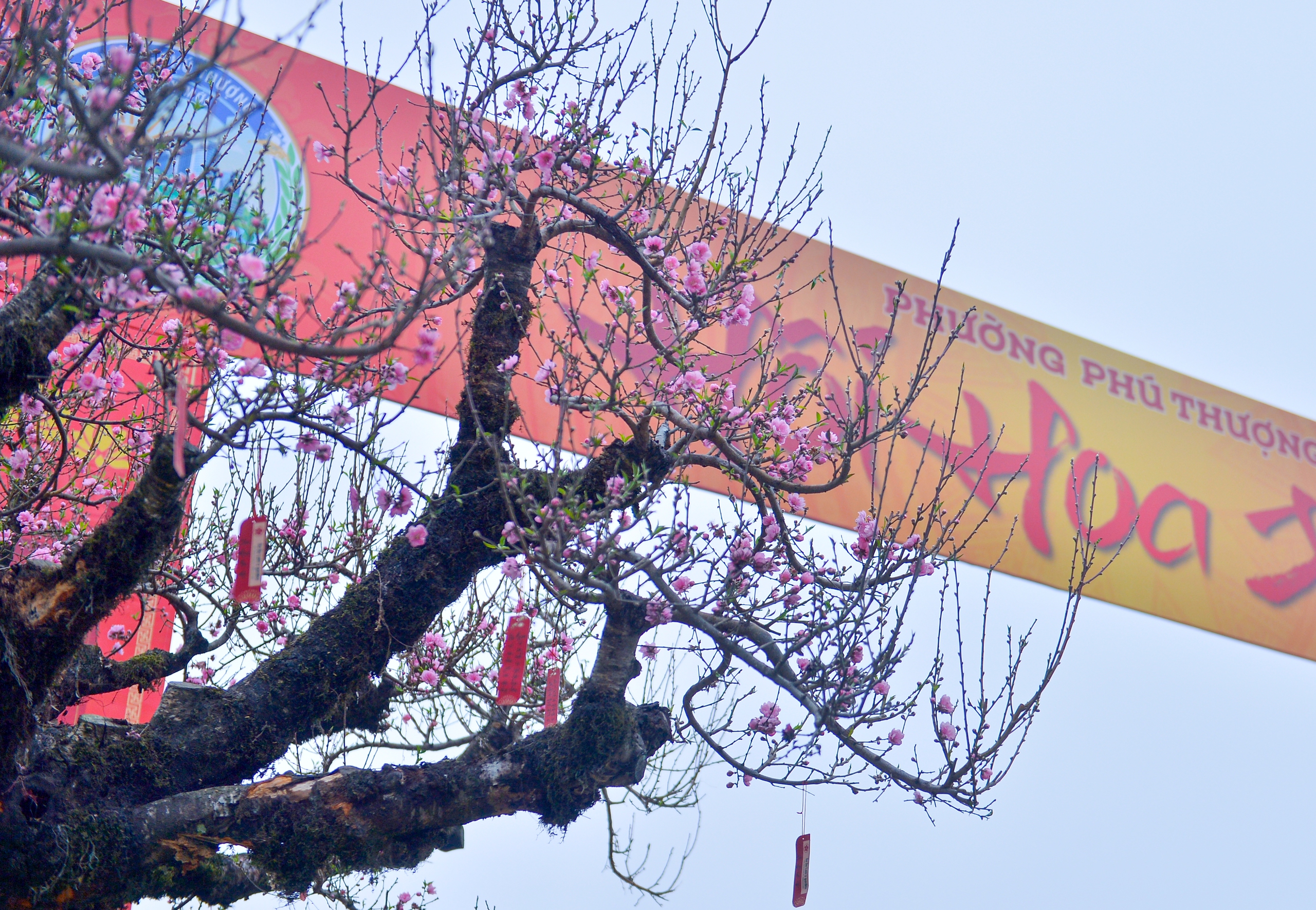 Gốc đào cổ thụ 50 năm từ Sa Pa cho thuê giá 650 triệu dịp tết 2026 - Ảnh 4.