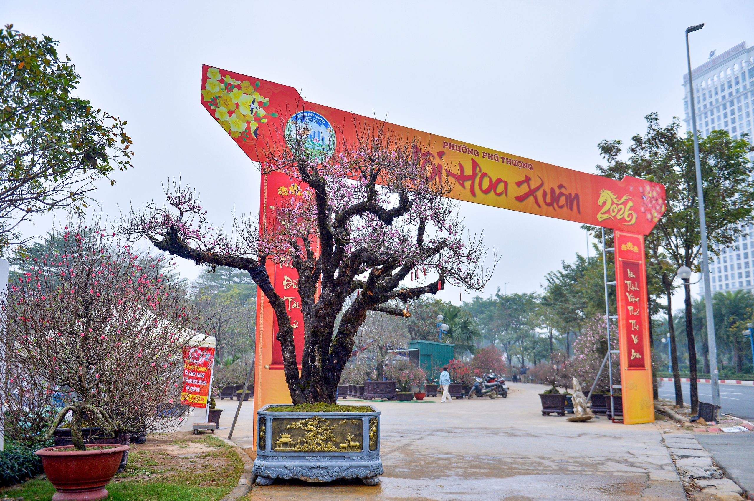 Gốc đ&agrave;o cổ thụ 50 năm từ Sa Pa cho thu&ecirc; gi&aacute; 650 triệu dịp tết 2026 - Ảnh 1.