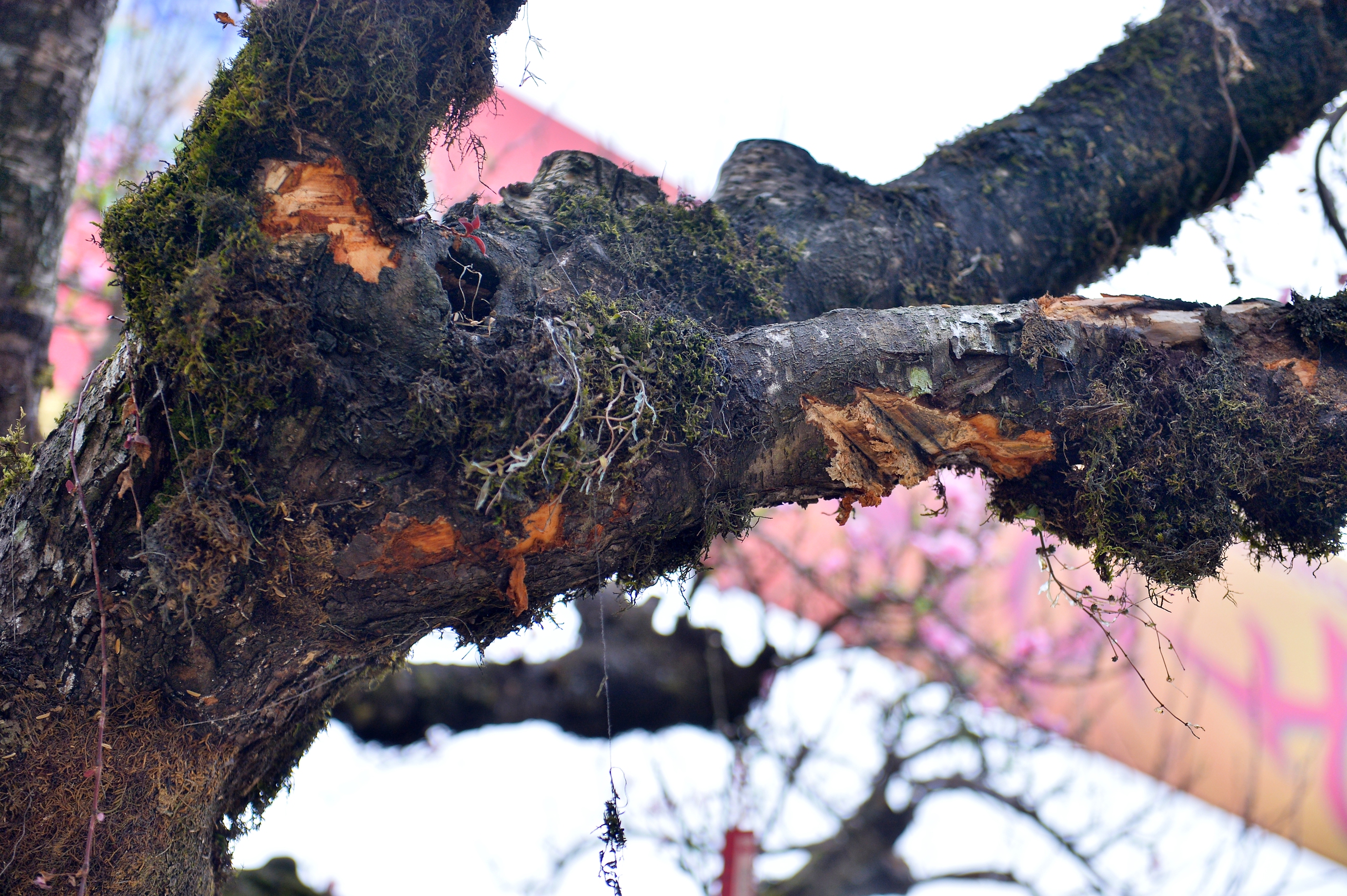 Gốc đ&agrave;o cổ thụ 50 năm từ Sa Pa cho thu&ecirc; gi&aacute; 650 triệu dịp tết 2026 - Ảnh 7.