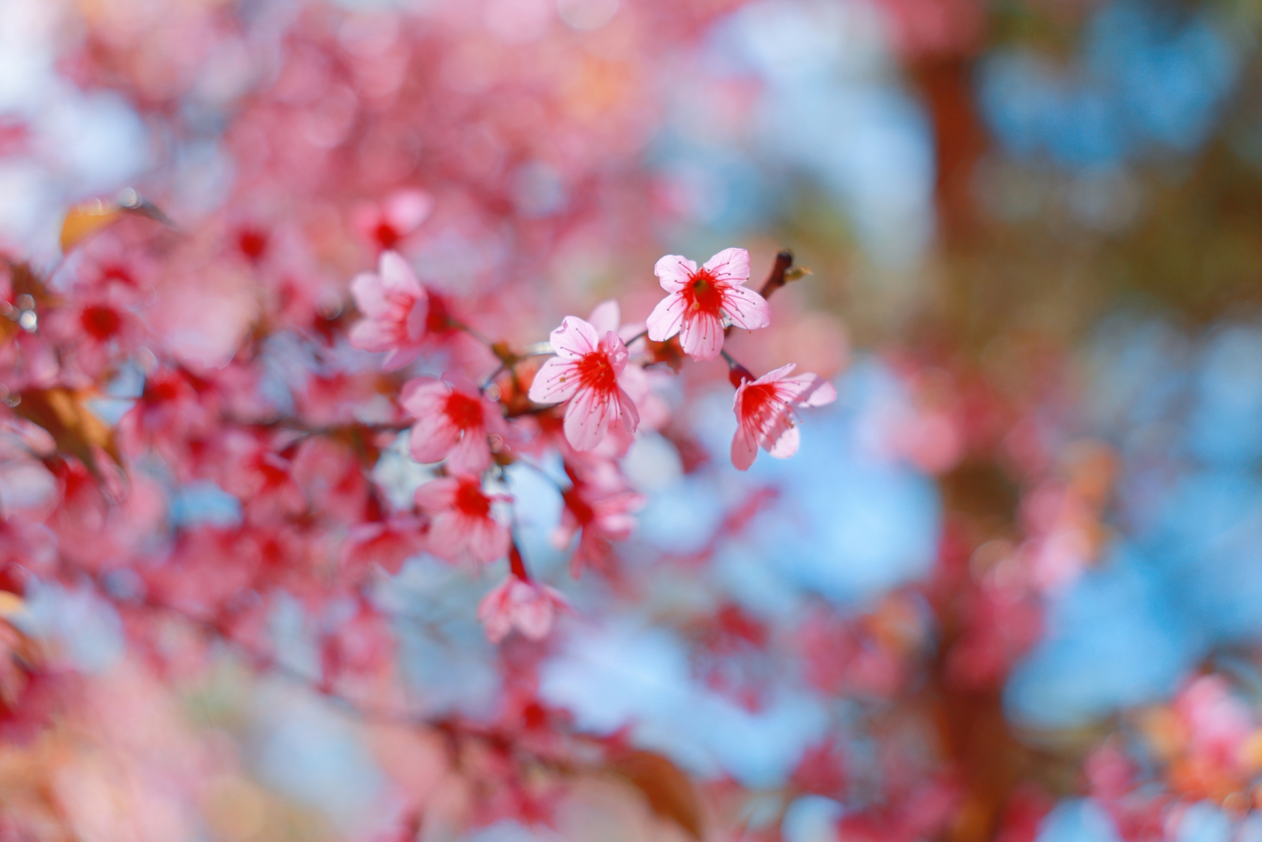 Trường ĐH Đ&agrave; Lạt rực sắc mai anh đ&agrave;o, sinh vi&ecirc;n, du kh&aacute;ch th&iacute;ch th&uacute; chụp ảnh- Ảnh 13.