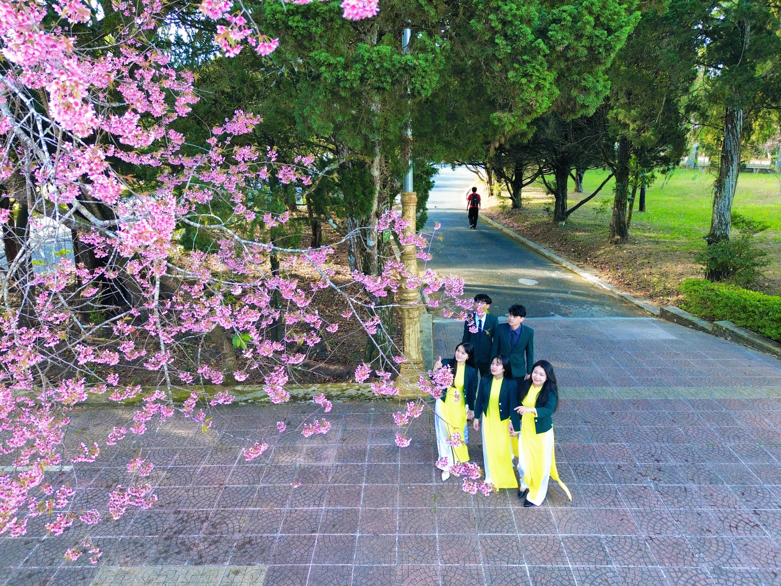 Trường ĐH Đ&agrave; Lạt rực sắc mai anh đ&agrave;o, sinh vi&ecirc;n, du kh&aacute;ch th&iacute;ch th&uacute; chụp ảnh- Ảnh 2.