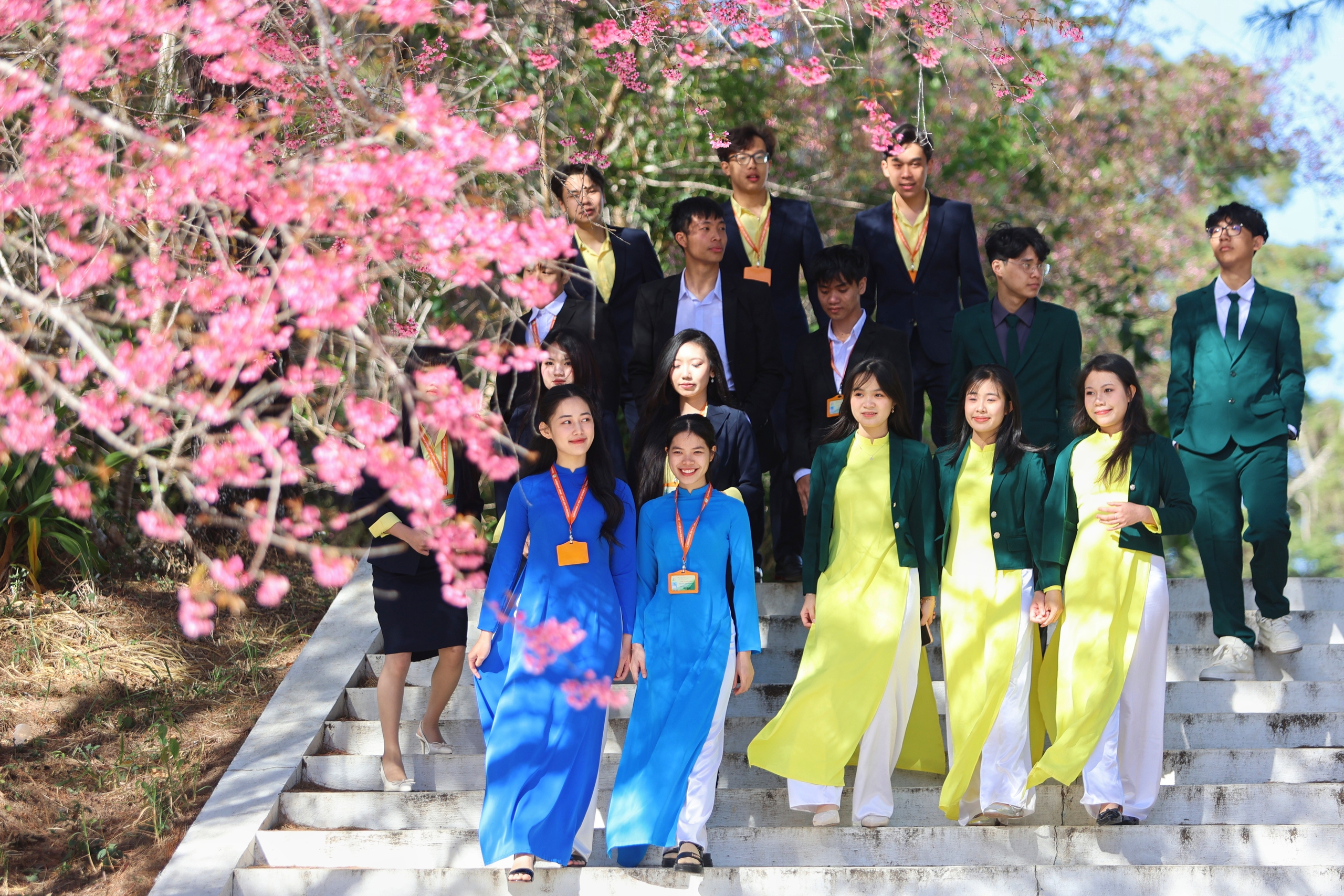 Trường ĐH Đ&agrave; Lạt rực sắc mai anh đ&agrave;o, sinh vi&ecirc;n, du kh&aacute;ch th&iacute;ch th&uacute; chụp ảnh- Ảnh 4.