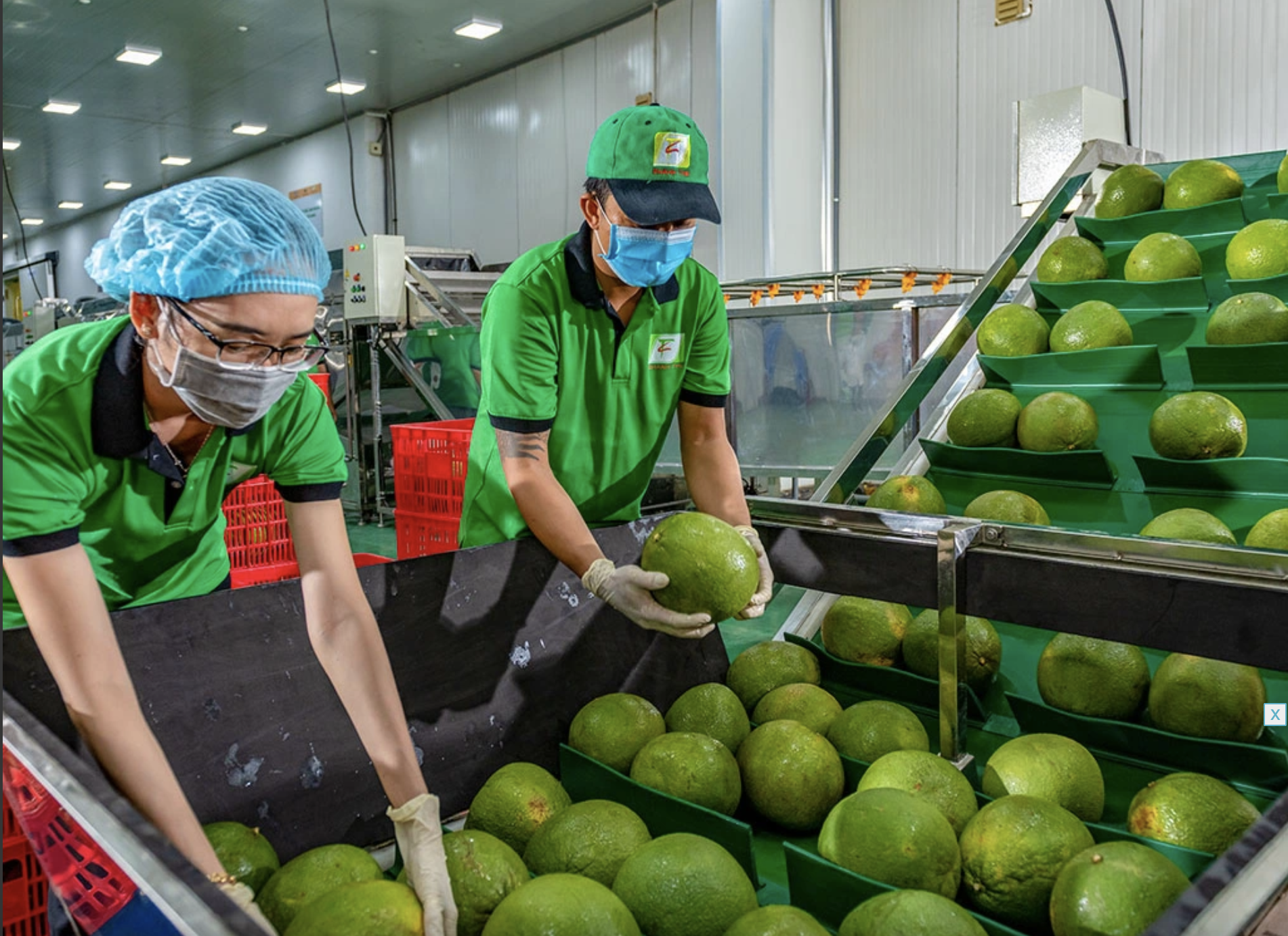 Xuất khẩu rau quả tăng gấp 2 lần, ngành nông nghiệp 'bỏ túi' 6,5 tỉ USD - Ảnh 1.