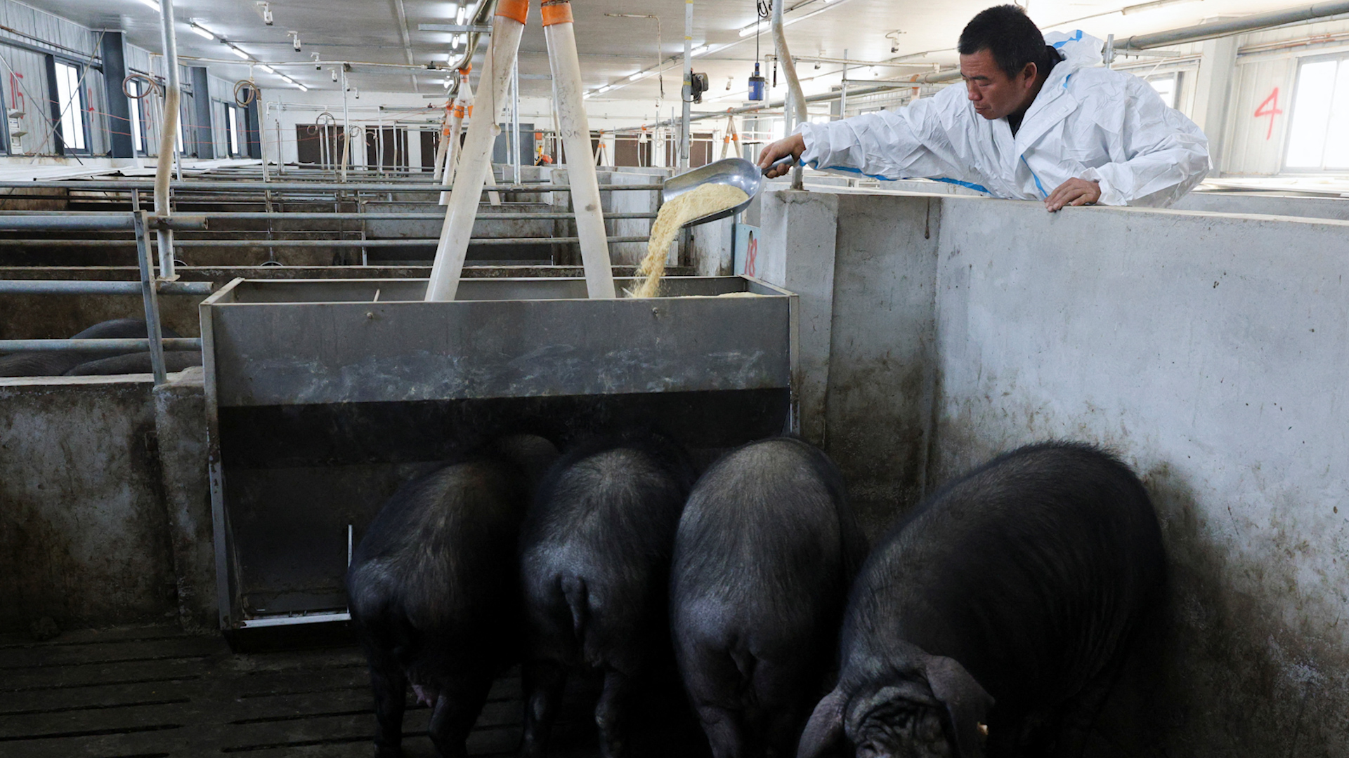 Từ trắng sang đen: Tết n&agrave;y người Trung Quốc ưa chuộng thịt lợn đen l&agrave;m cỗ - Ảnh 1.