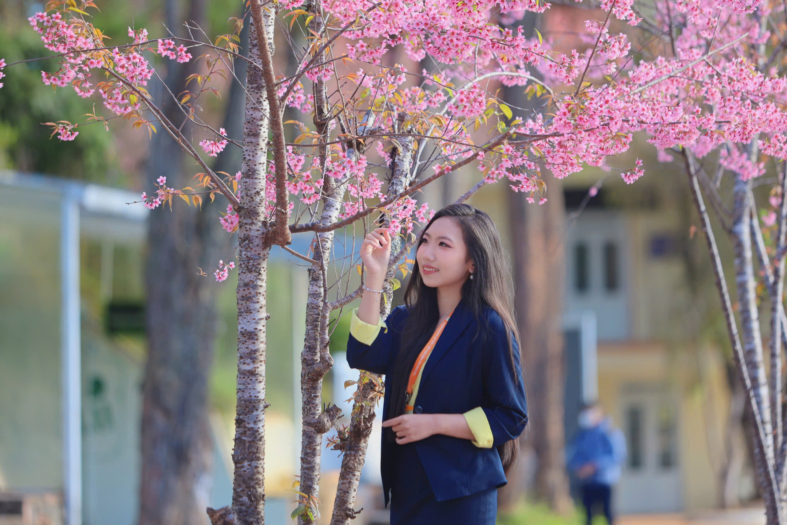 Trường ĐH Đ&agrave; Lạt rực sắc mai anh đ&agrave;o, sinh vi&ecirc;n, du kh&aacute;ch th&iacute;ch th&uacute; chụp ảnh- Ảnh 5.