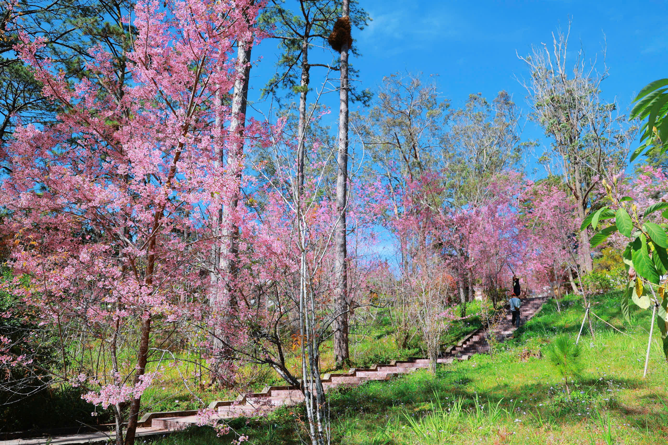 Trường ĐH Đ&agrave; Lạt rực sắc mai anh đ&agrave;o, sinh vi&ecirc;n, du kh&aacute;ch th&iacute;ch th&uacute; chụp ảnh- Ảnh 11.