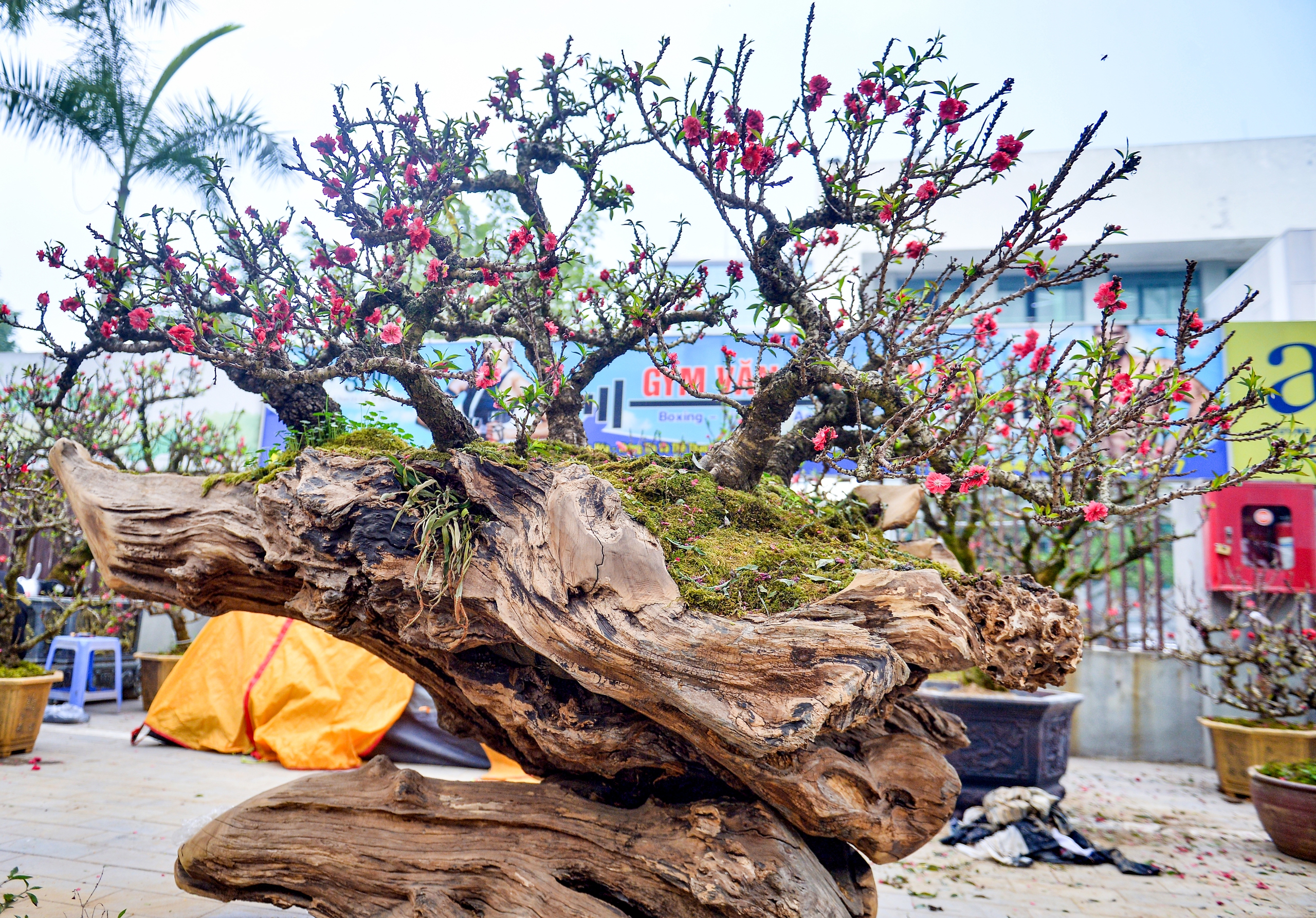 高さ7インチの桃の木2本を間近で見てみよう。4億ドンの価値がある