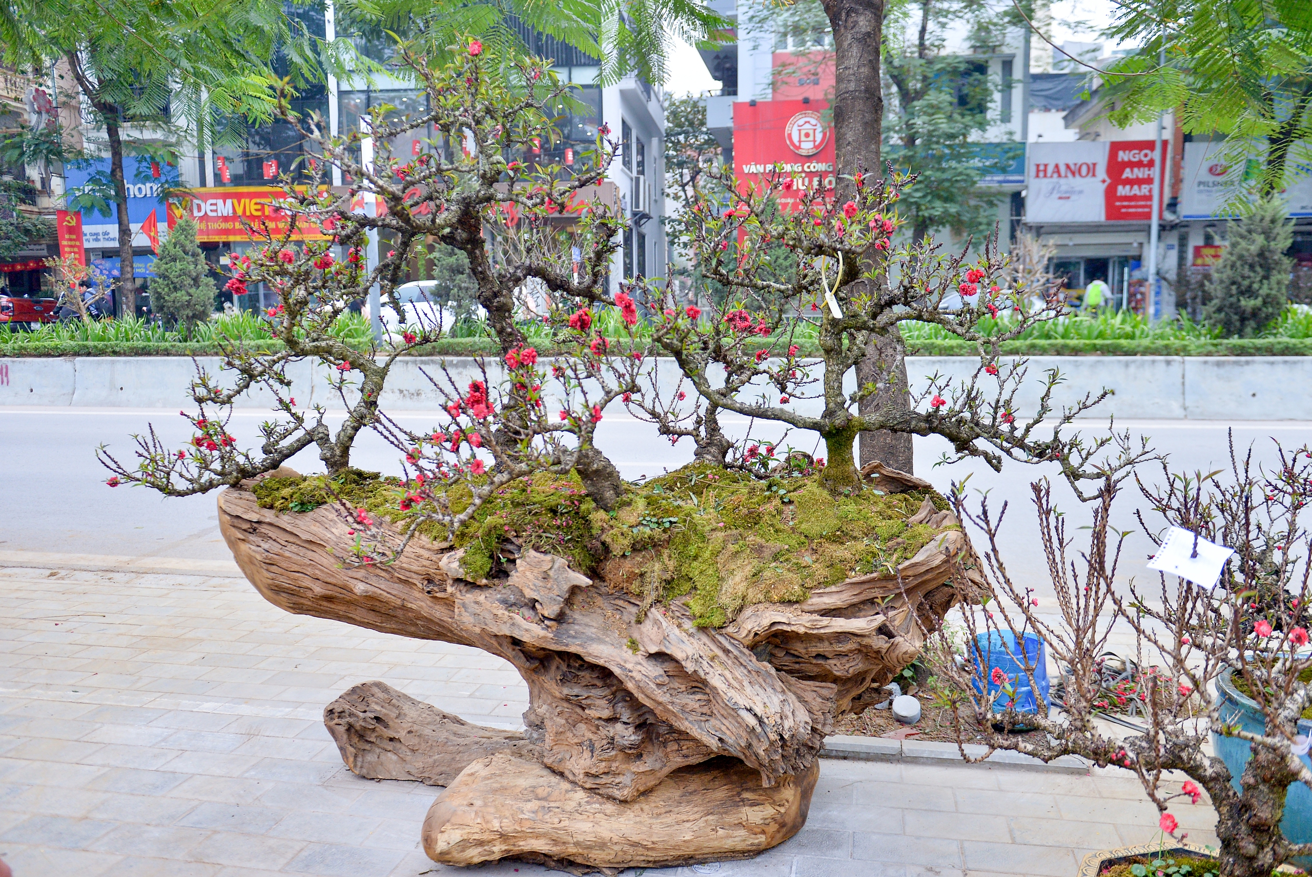 高さ7インチの桃の木2本を間近で見てみよう。4億ドンの価値がある