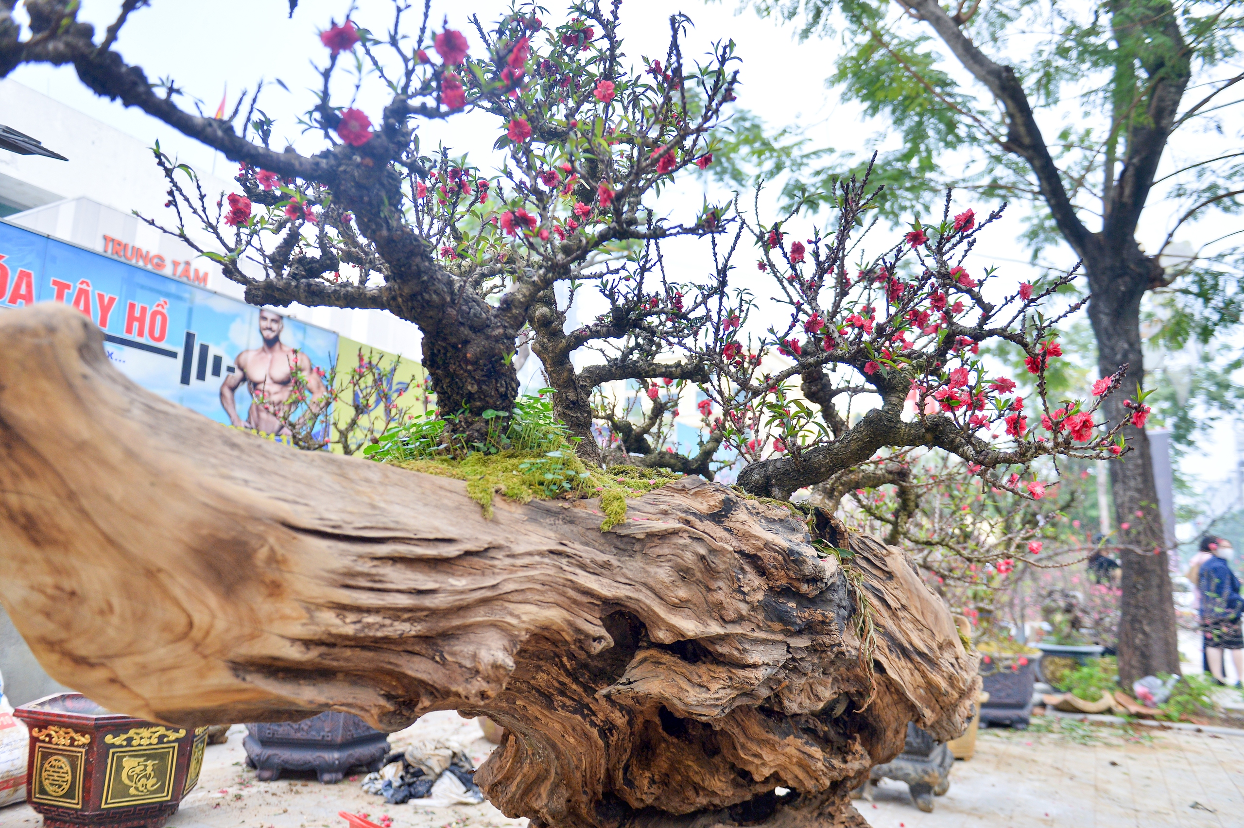 Cận cảnh cặp đ&agrave;o thất thốn 400 triệu, chờ đại gia thu&ecirc; về chơi tết- Ảnh 3.