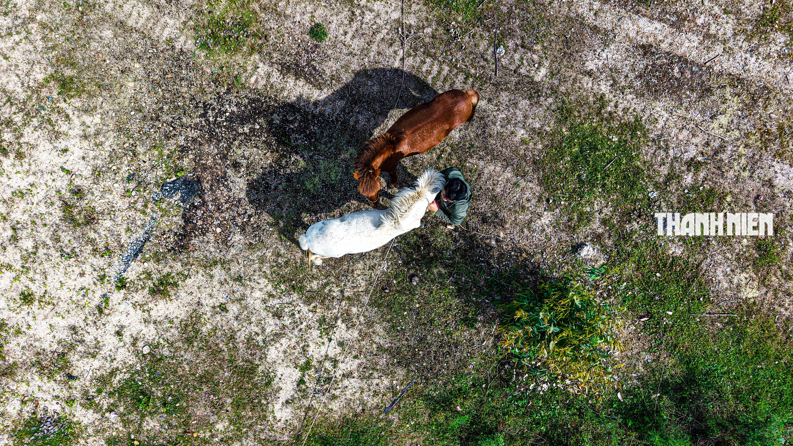 Bạch mã dưới núi Thiên Mã: Dấu ấn năm Ngọ nơi miền biển Quảng Ngãi- Ảnh 5.