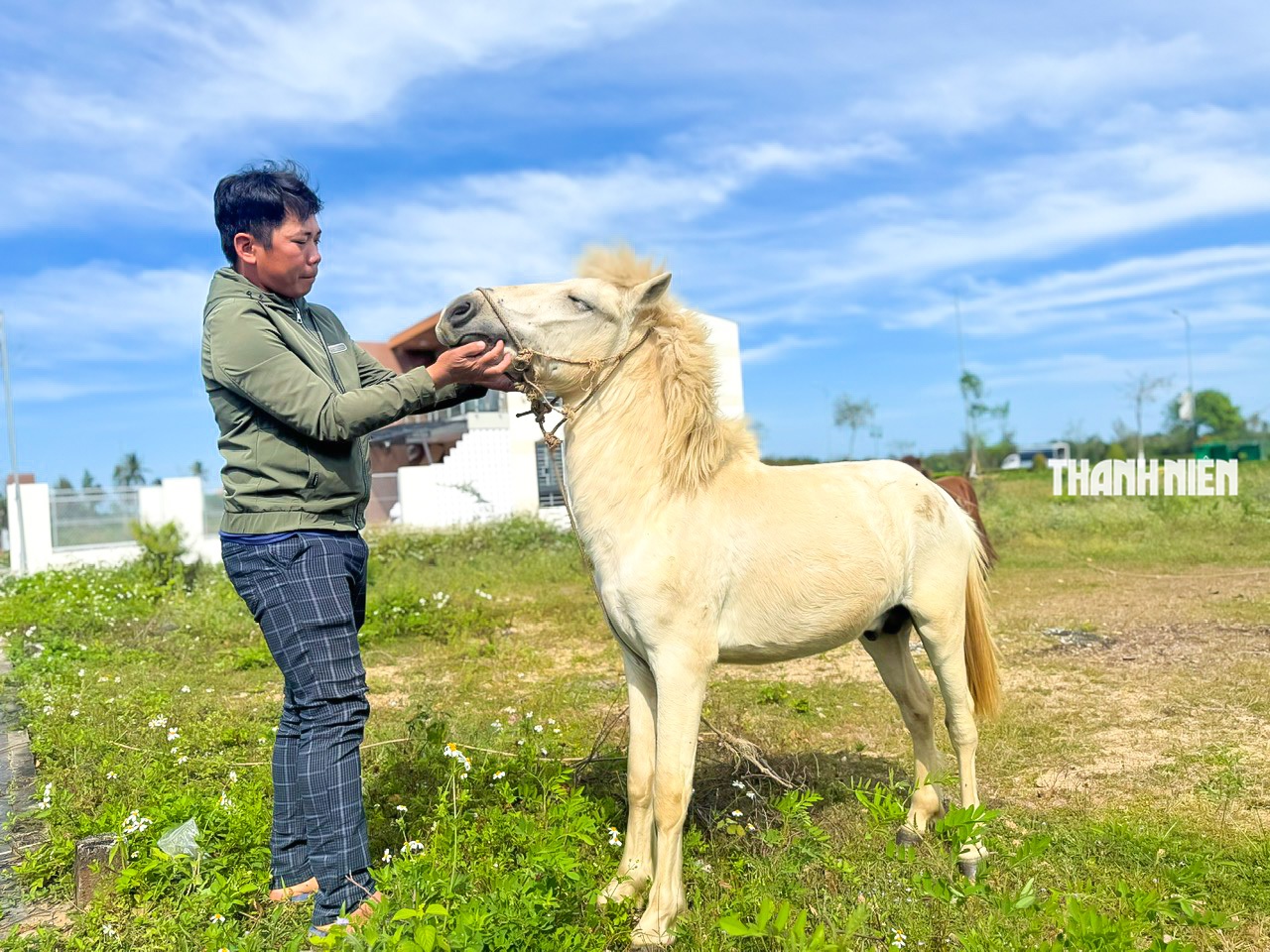 Bạch mã dưới núi Thiên Mã: Dấu ấn năm Ngọ nơi miền biển Quảng Ngãi- Ảnh 1.