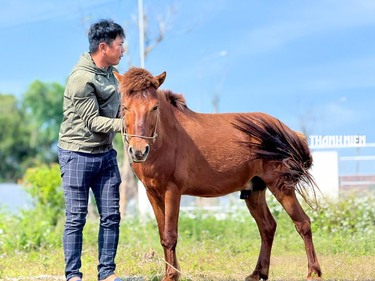 Bạch mã dưới núi Thiên Mã: Dấu ấn năm Ngọ nơi miền biển Quảng Ngãi- Ảnh 2.