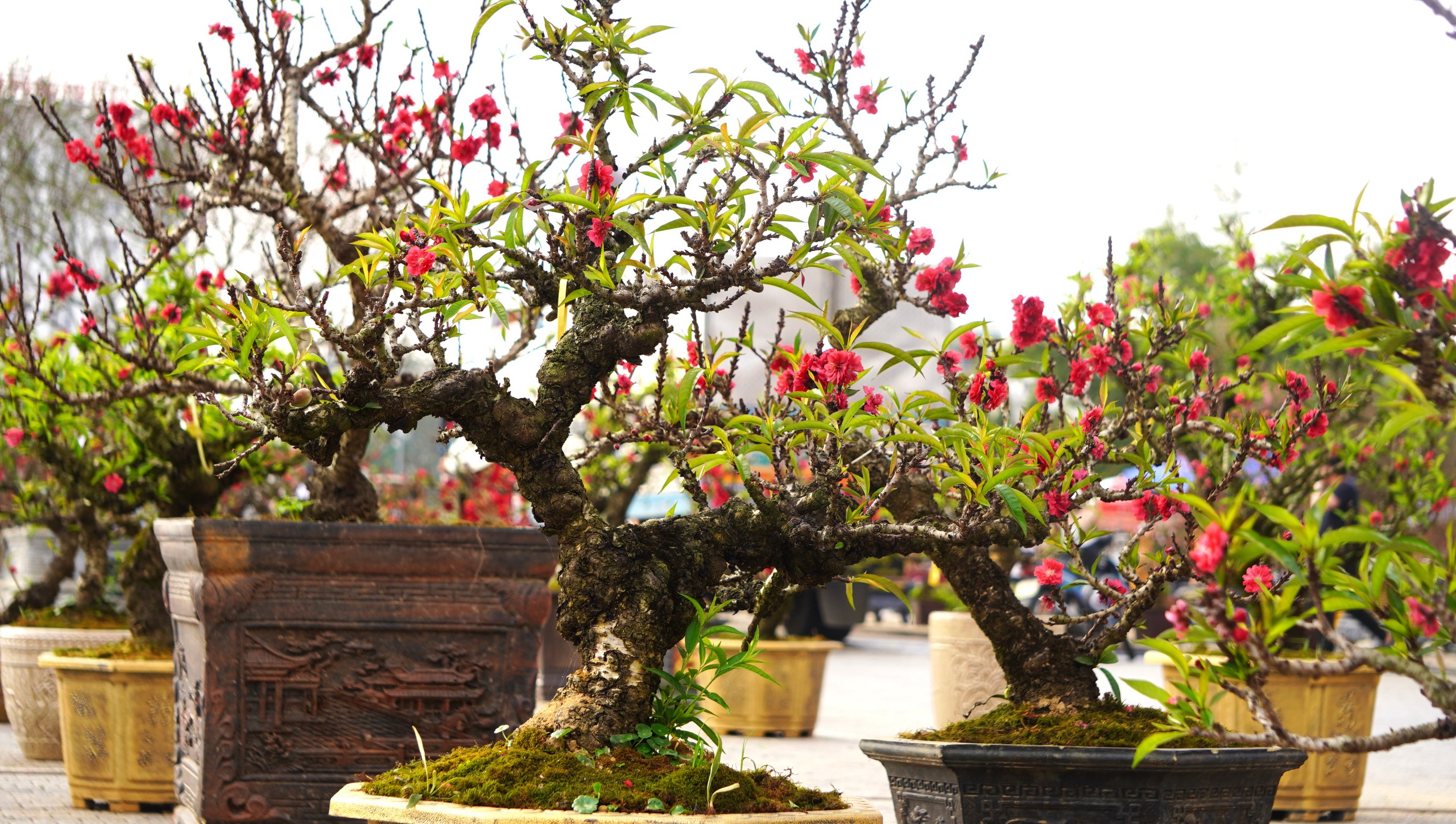 Đ&agrave;o thất thốn 'đổ bộ' đến xứ Thanh - Ảnh 12.