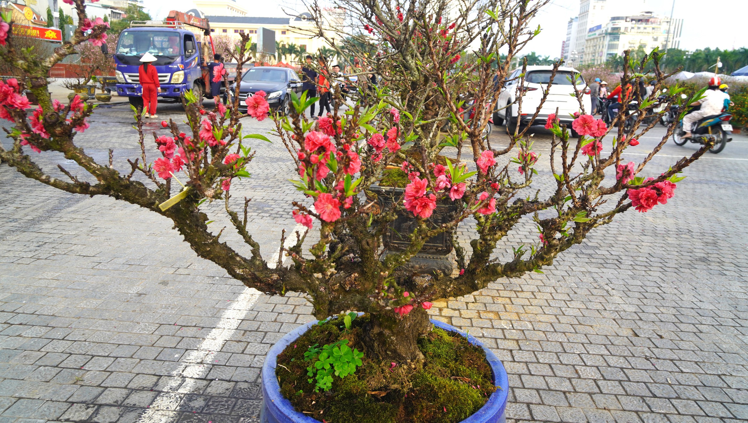 Đ&agrave;o thất thốn 'đổ bộ' đến xứ Thanh - Ảnh 13.