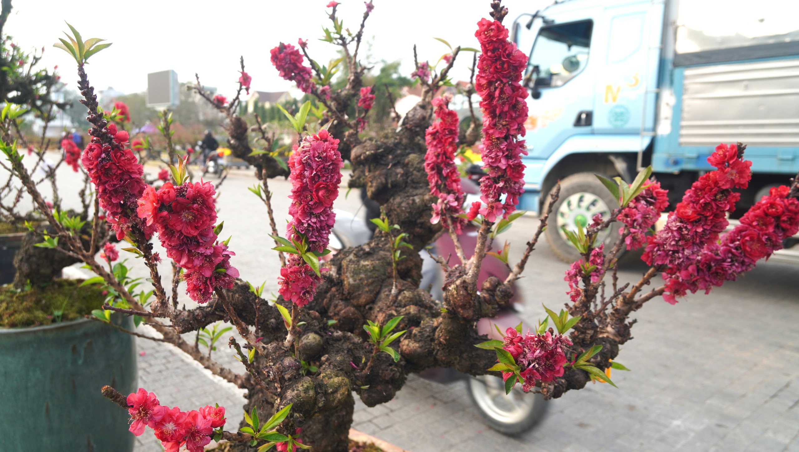 Đ&agrave;o thất thốn 'đổ bộ' đến xứ Thanh - Ảnh 11.